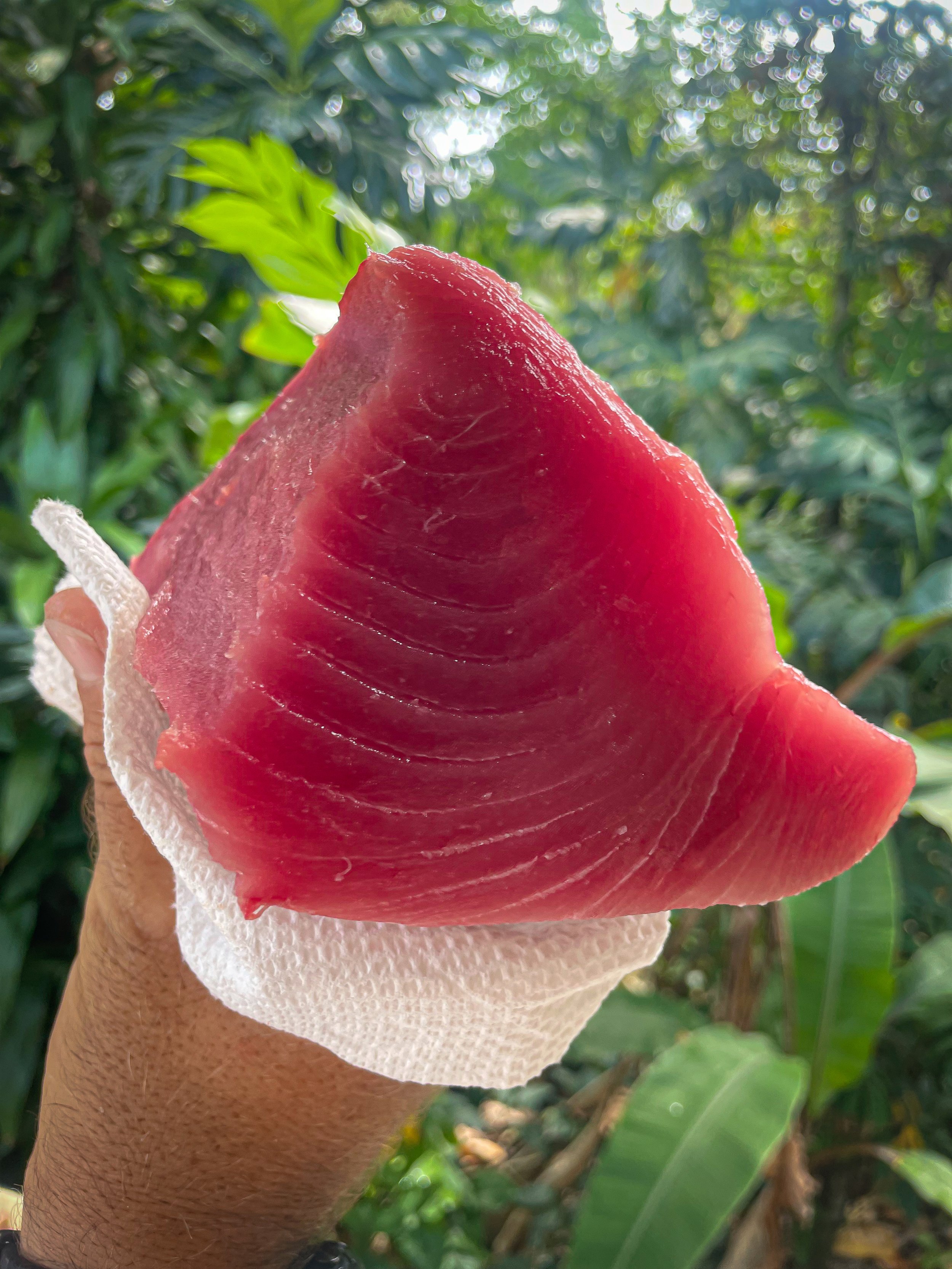 yellowfin.jpg