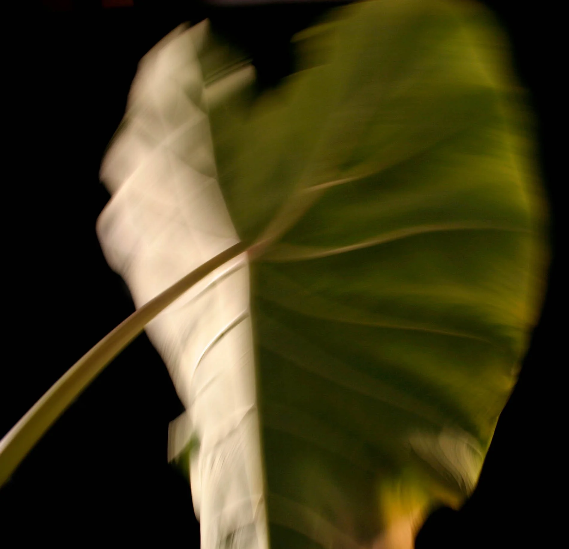 Elephant Leaf
