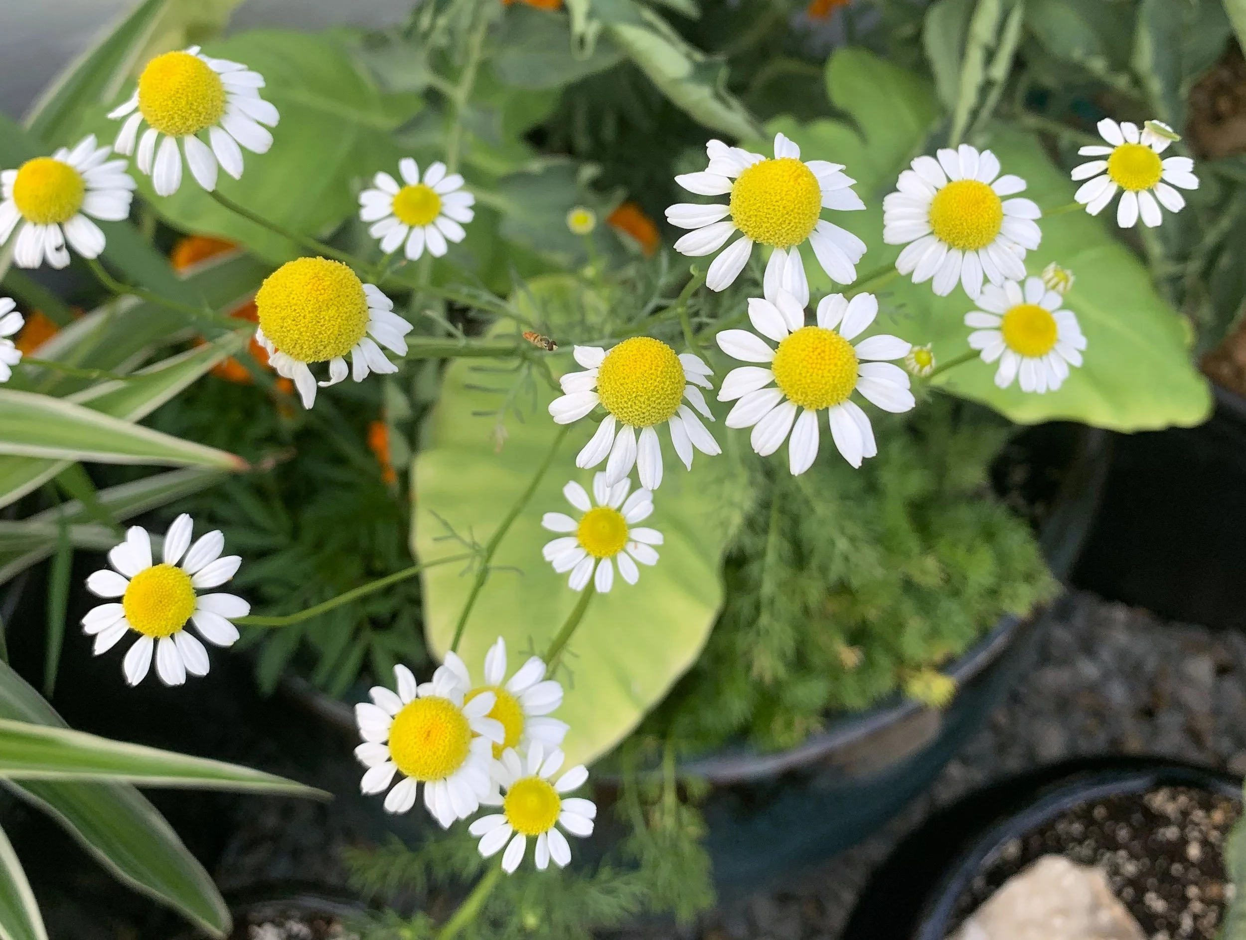 Thoughts on poems: Nancy Willard