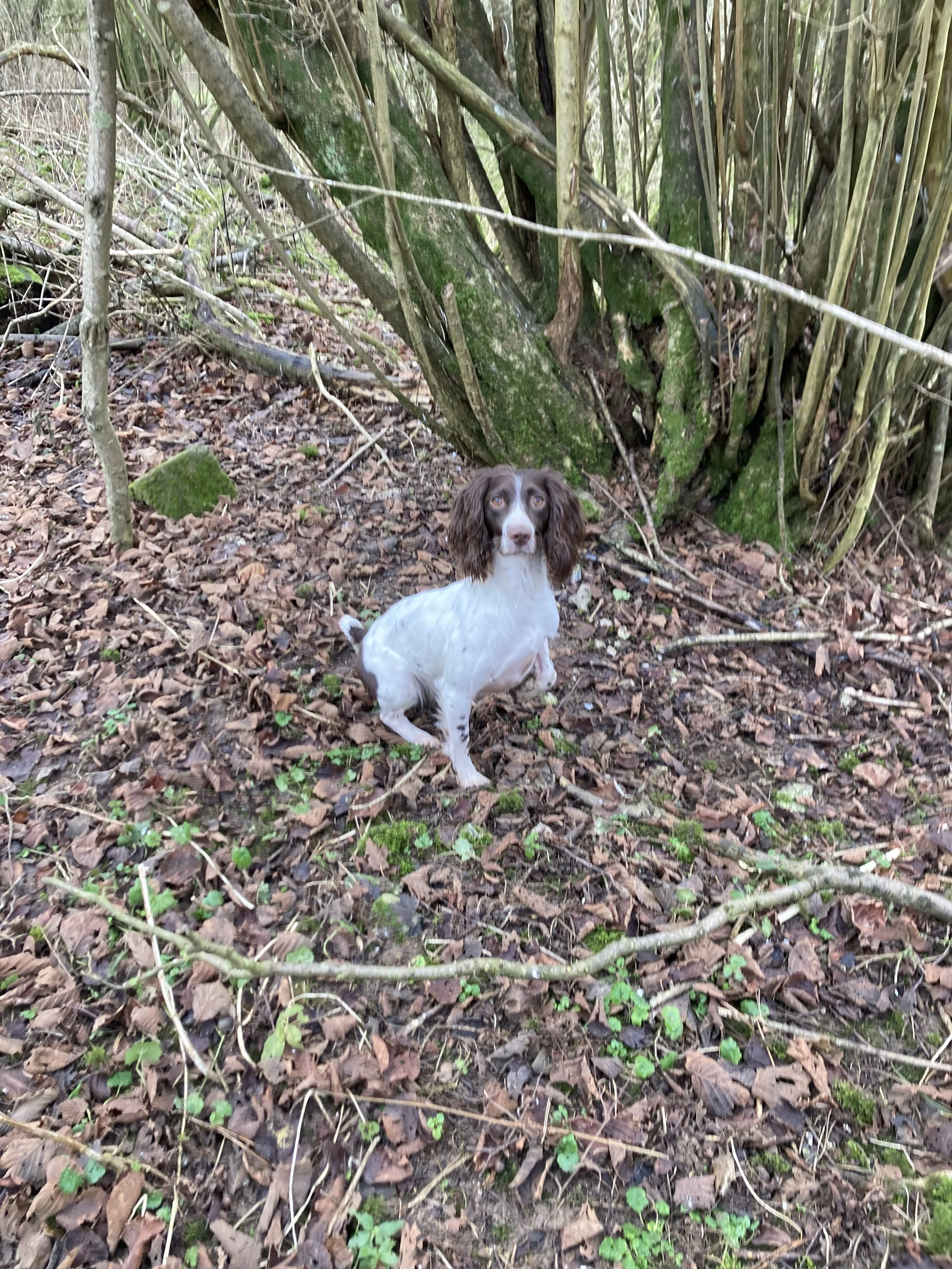 A/V Spaniel Working Test