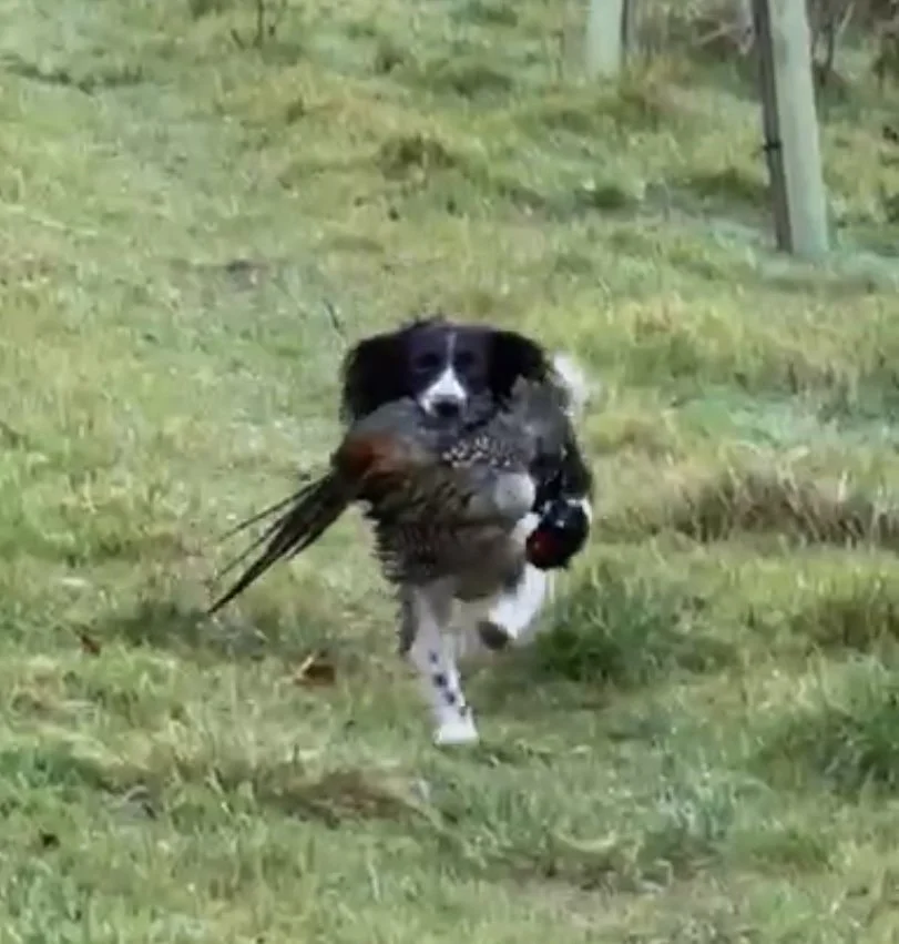 2026 Spaniel Trial Schedule &amp; Entry Form