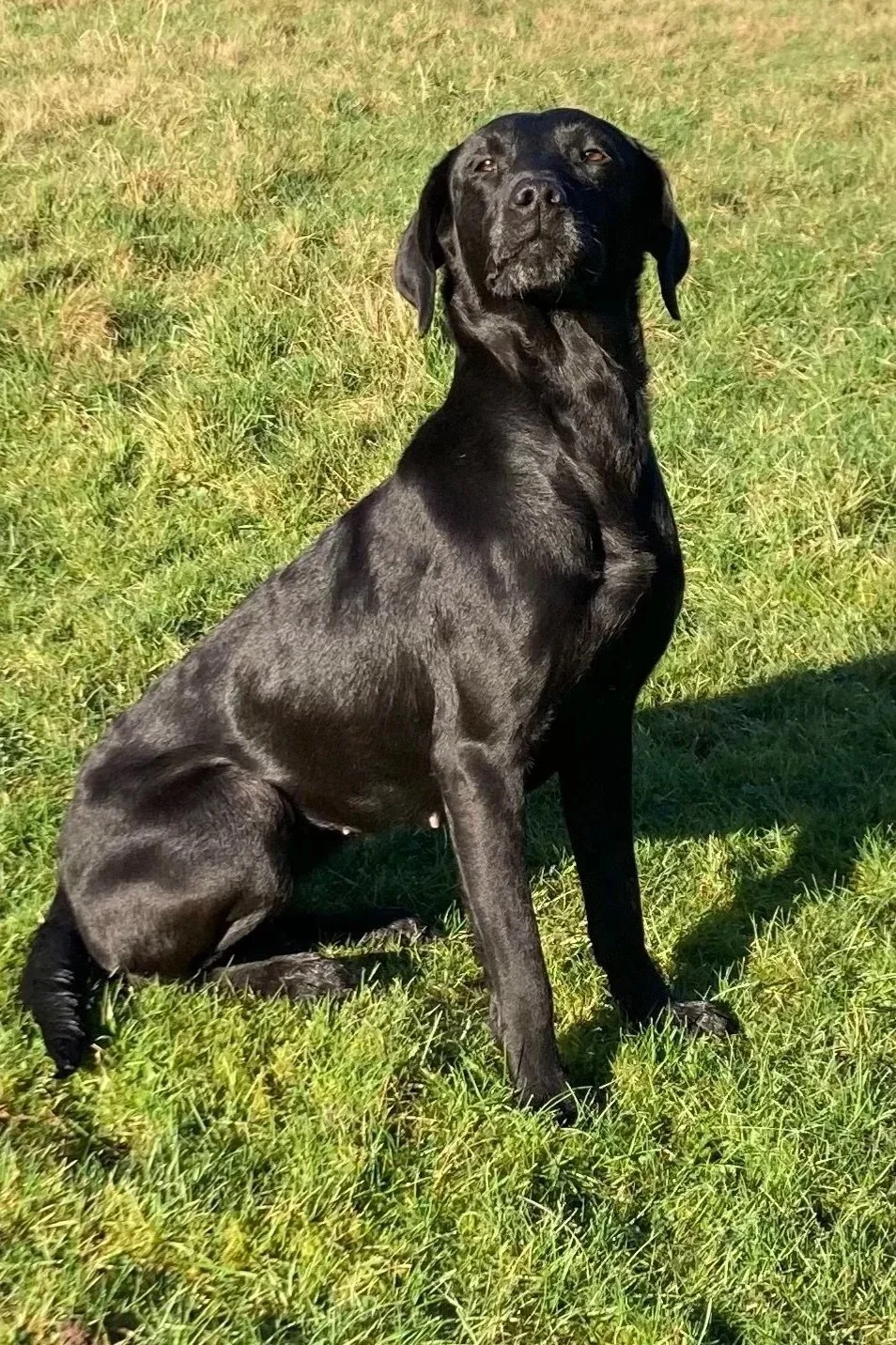 2026 Retriever Trial Schedule &amp; Entry Form