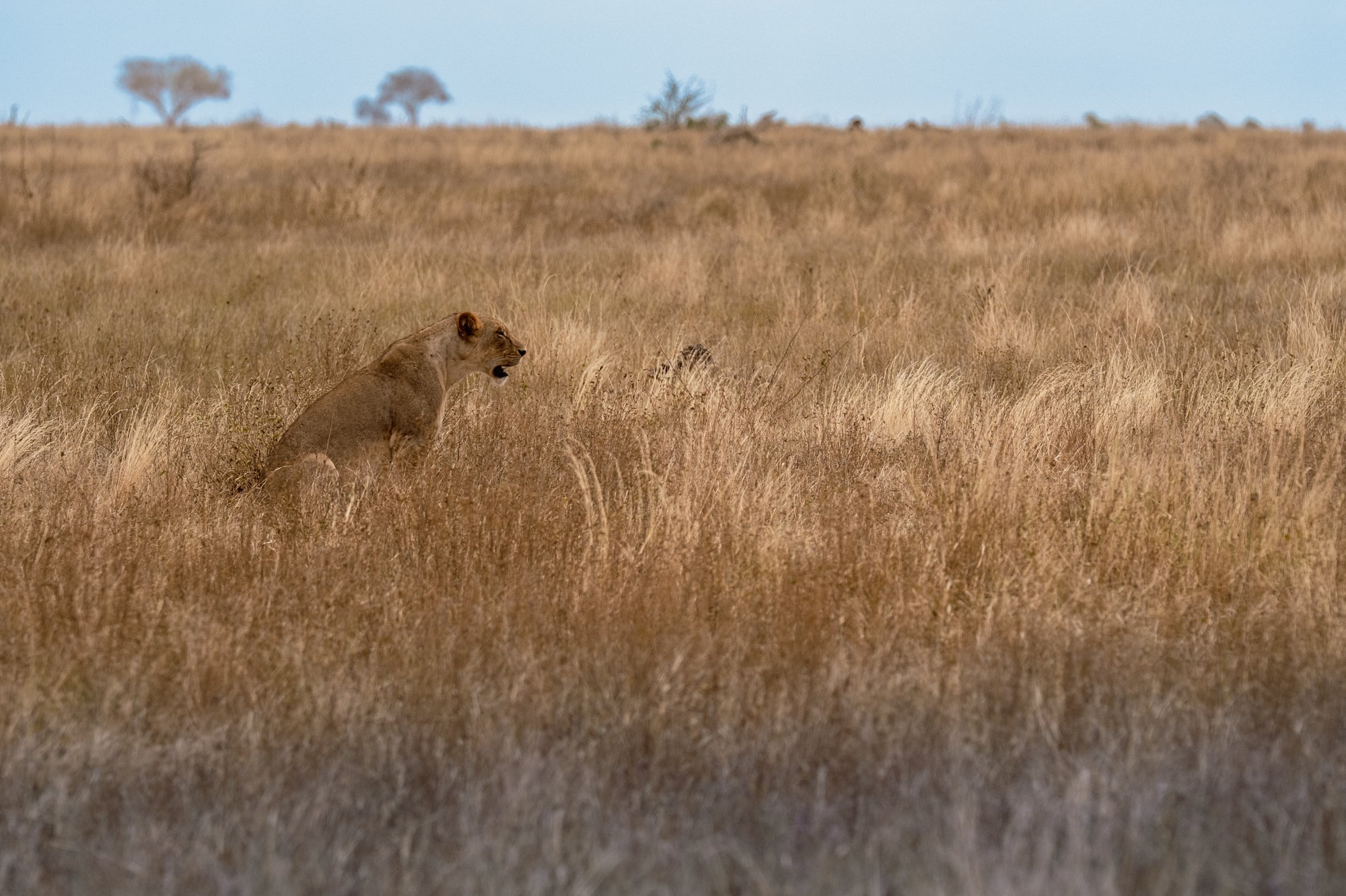20260620_TSAVO EAST SAFARI_034.jpg