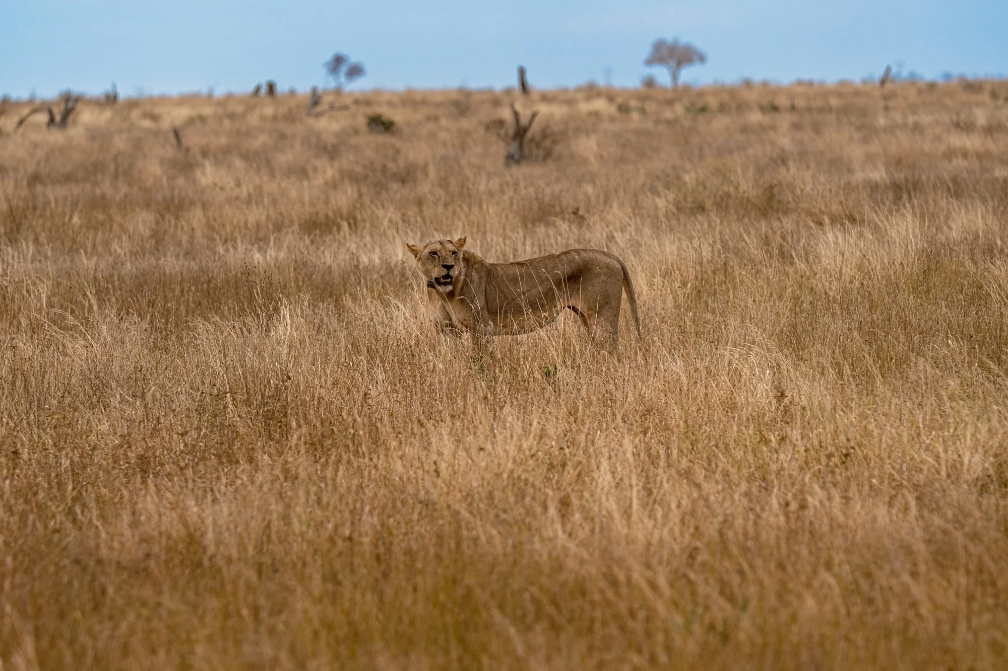20260620_TSAVO EAST SAFARI_035.jpg