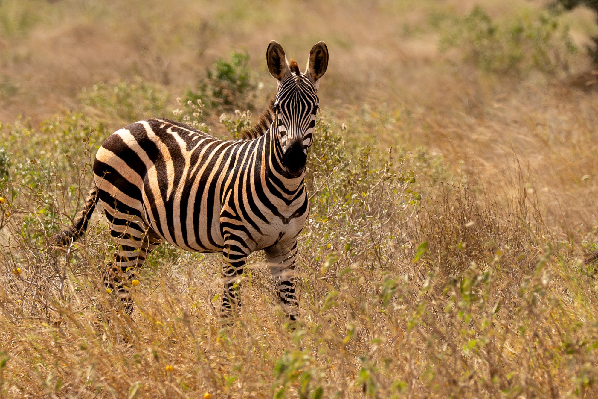 20260620_TSAVO EAST SAFARI_012.jpg