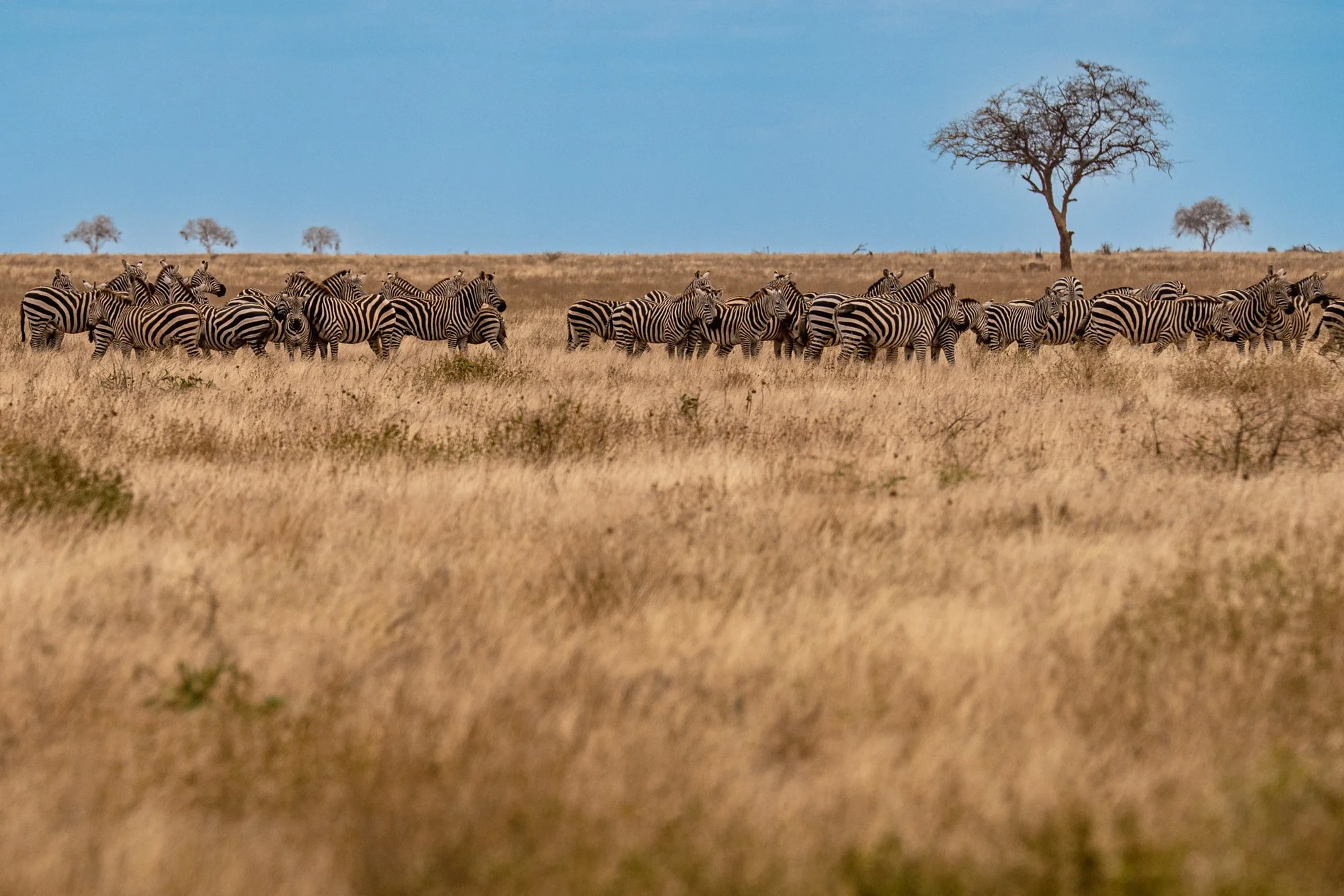 20260620_TSAVO EAST SAFARI_022.jpg