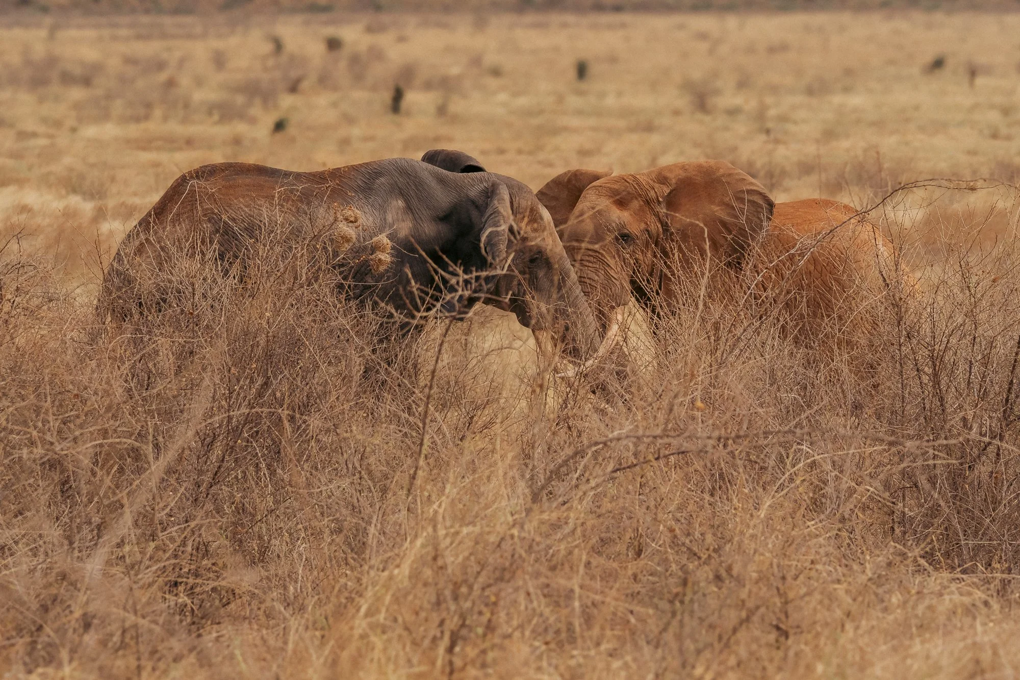 20260620_TSAVO EAST SAFARI_049.jpg