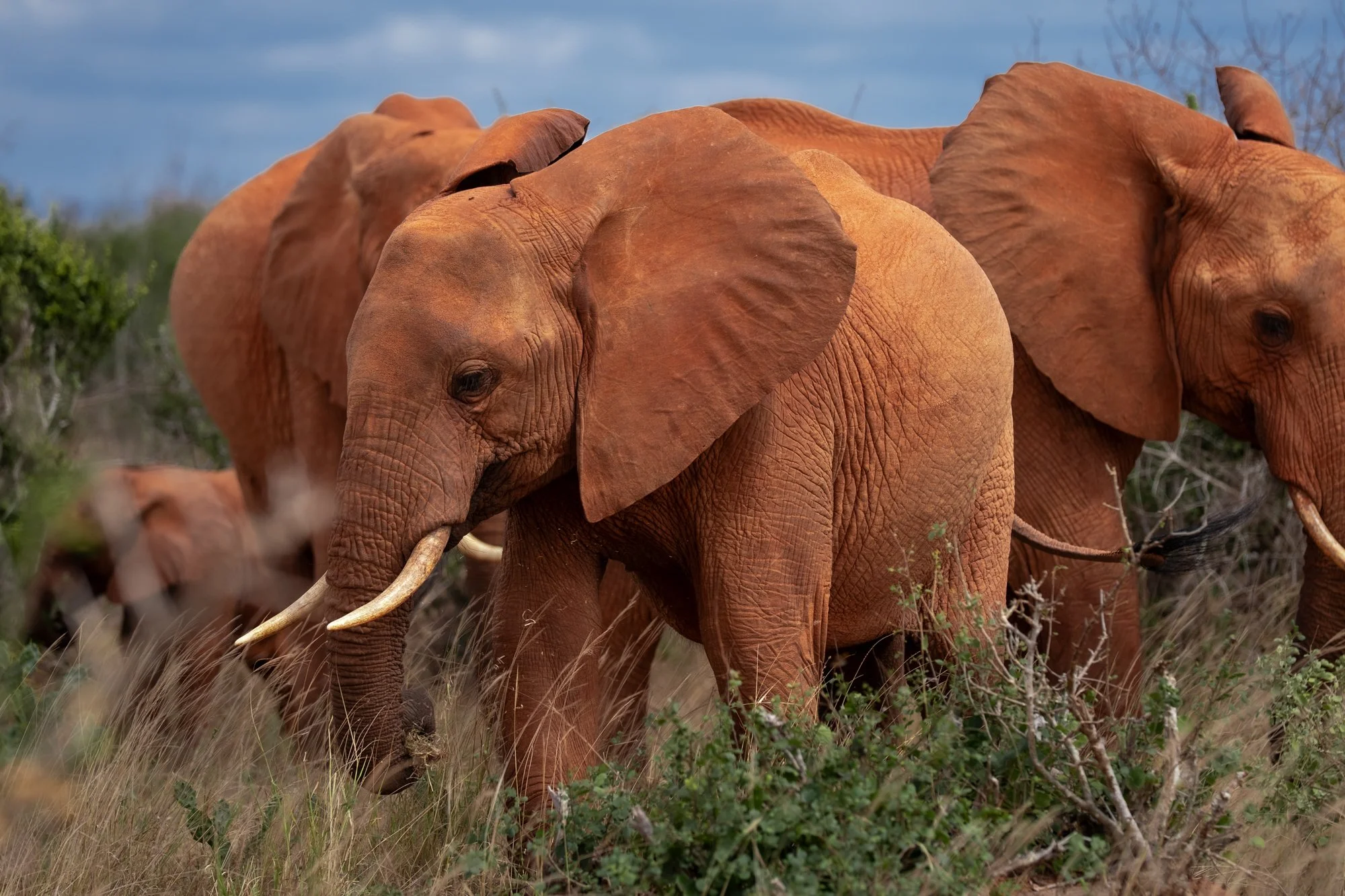 20260620_TSAVO EAST SAFARI_007.jpg