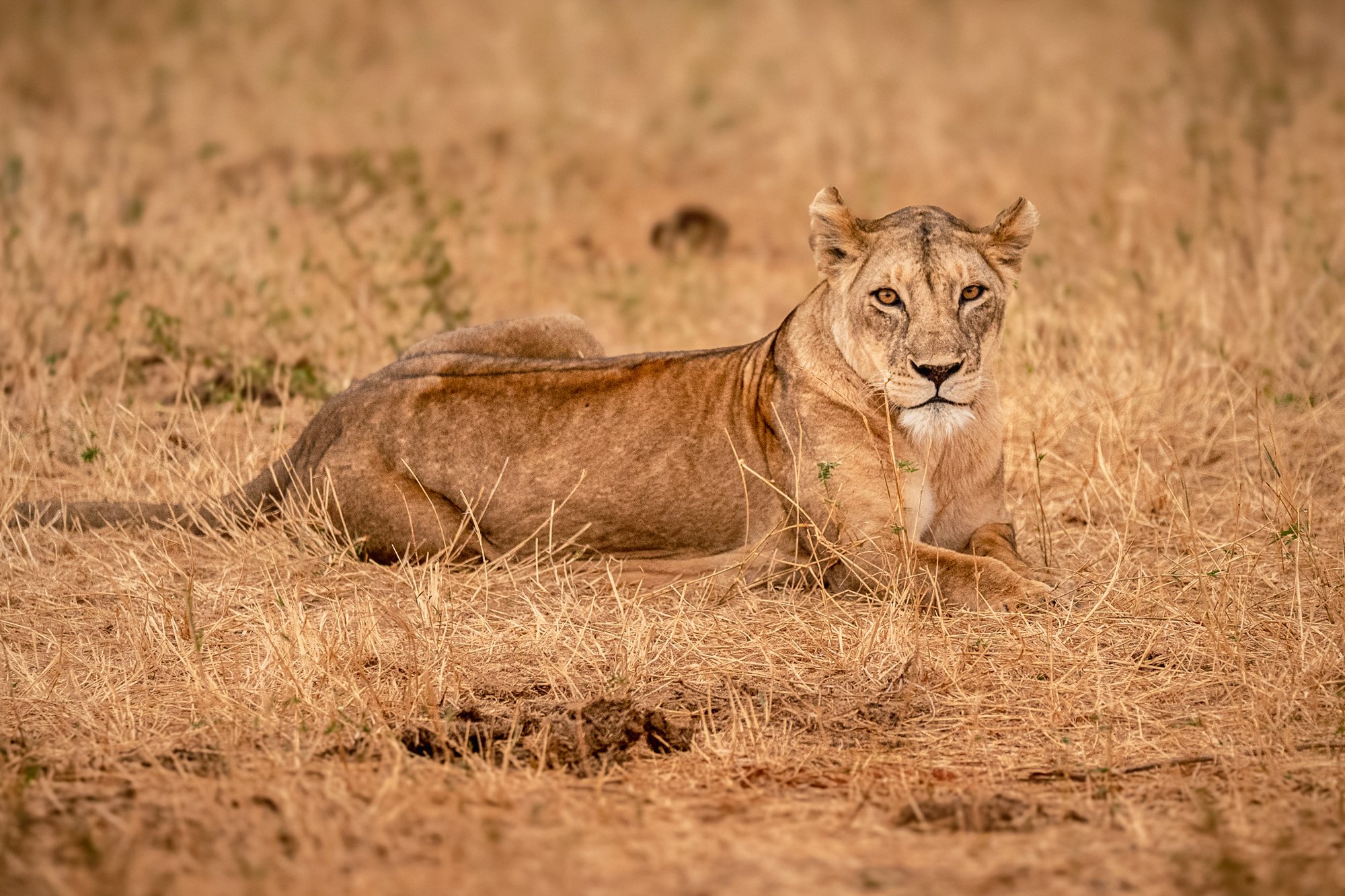 20260621_TSAVO EAST SAFARI_081.jpg