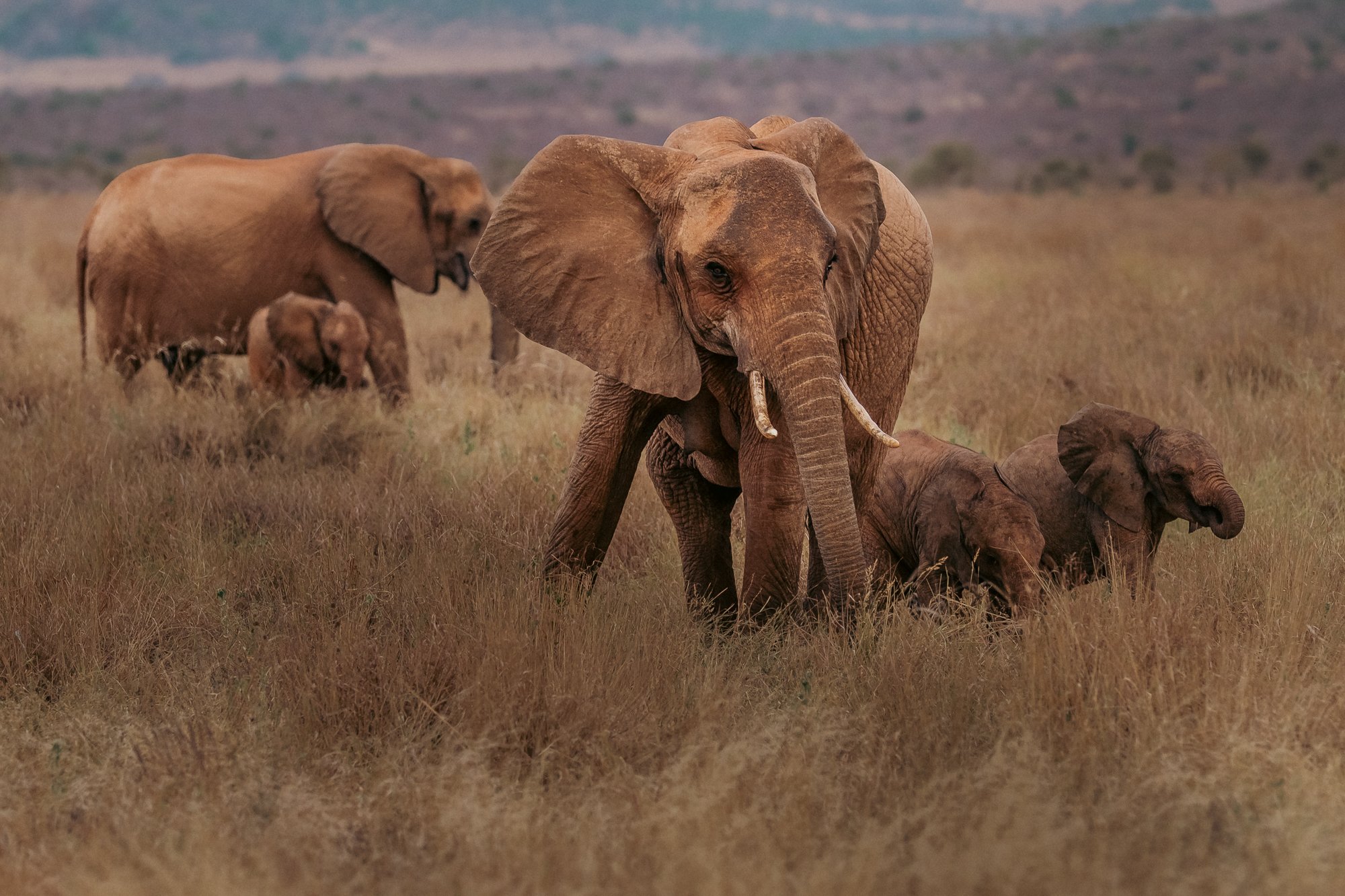 20260620_TSAVO EAST SAFARI_070.jpg
