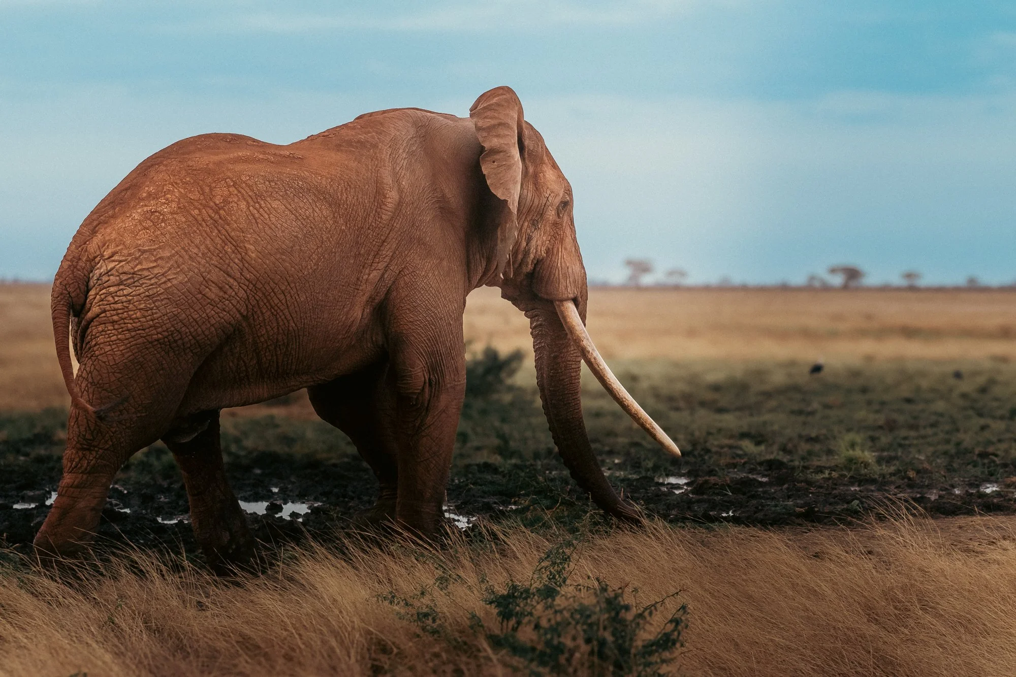 20260620_TSAVO EAST SAFARI_073.jpg