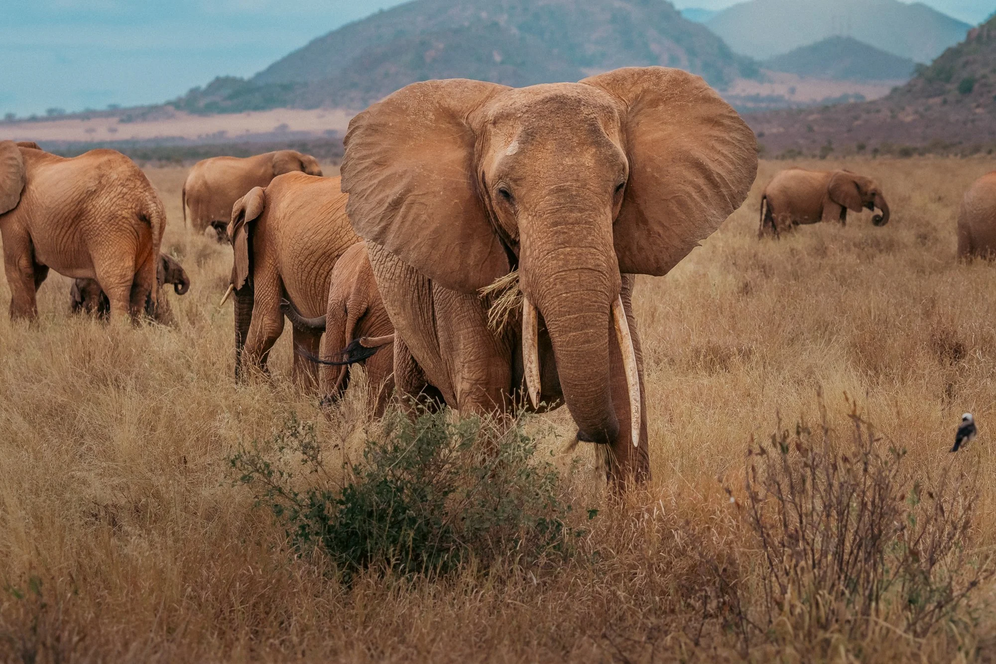 20260620_TSAVO EAST SAFARI_064.jpg