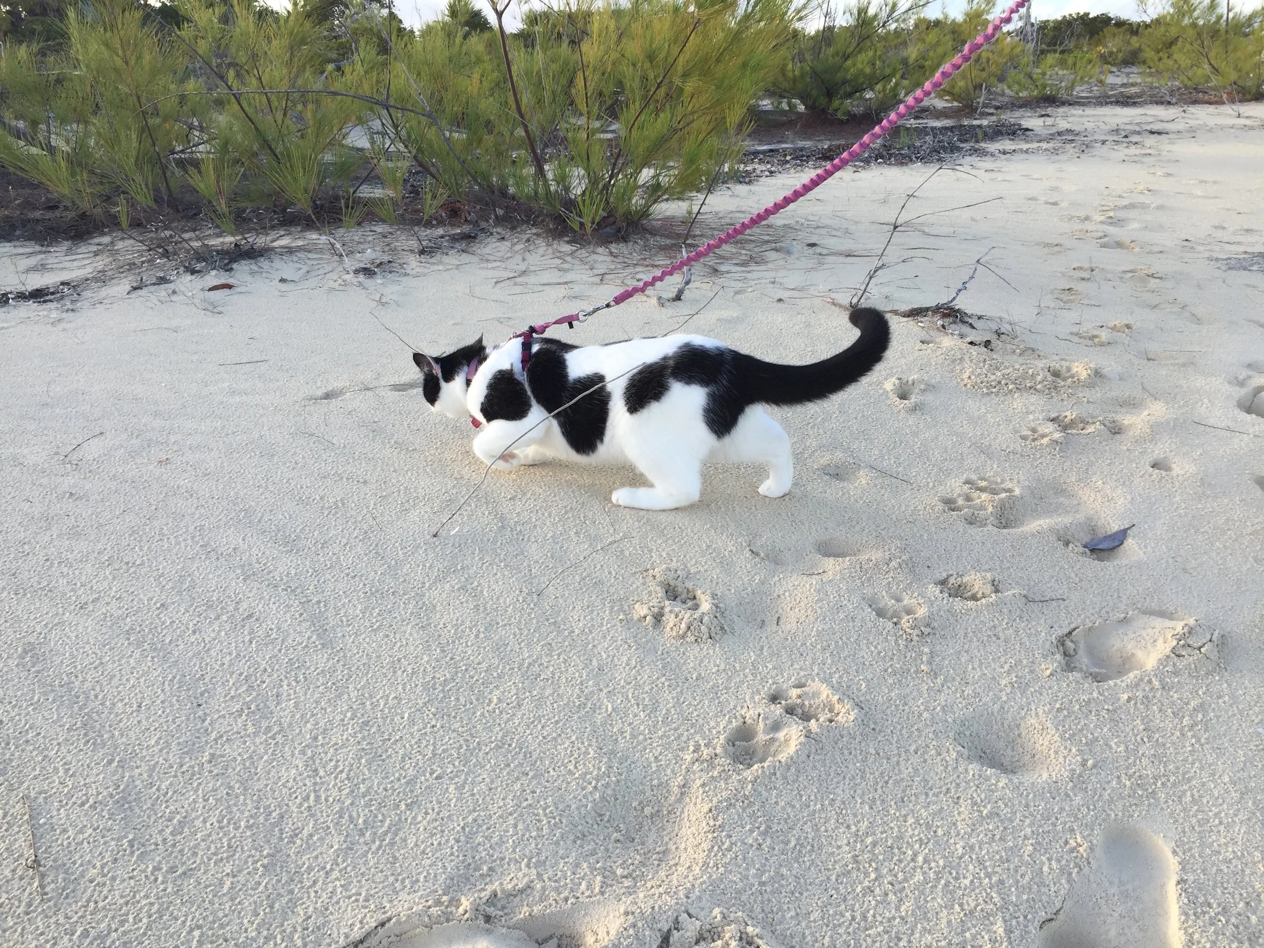 February 18, 2019: Cat Island!