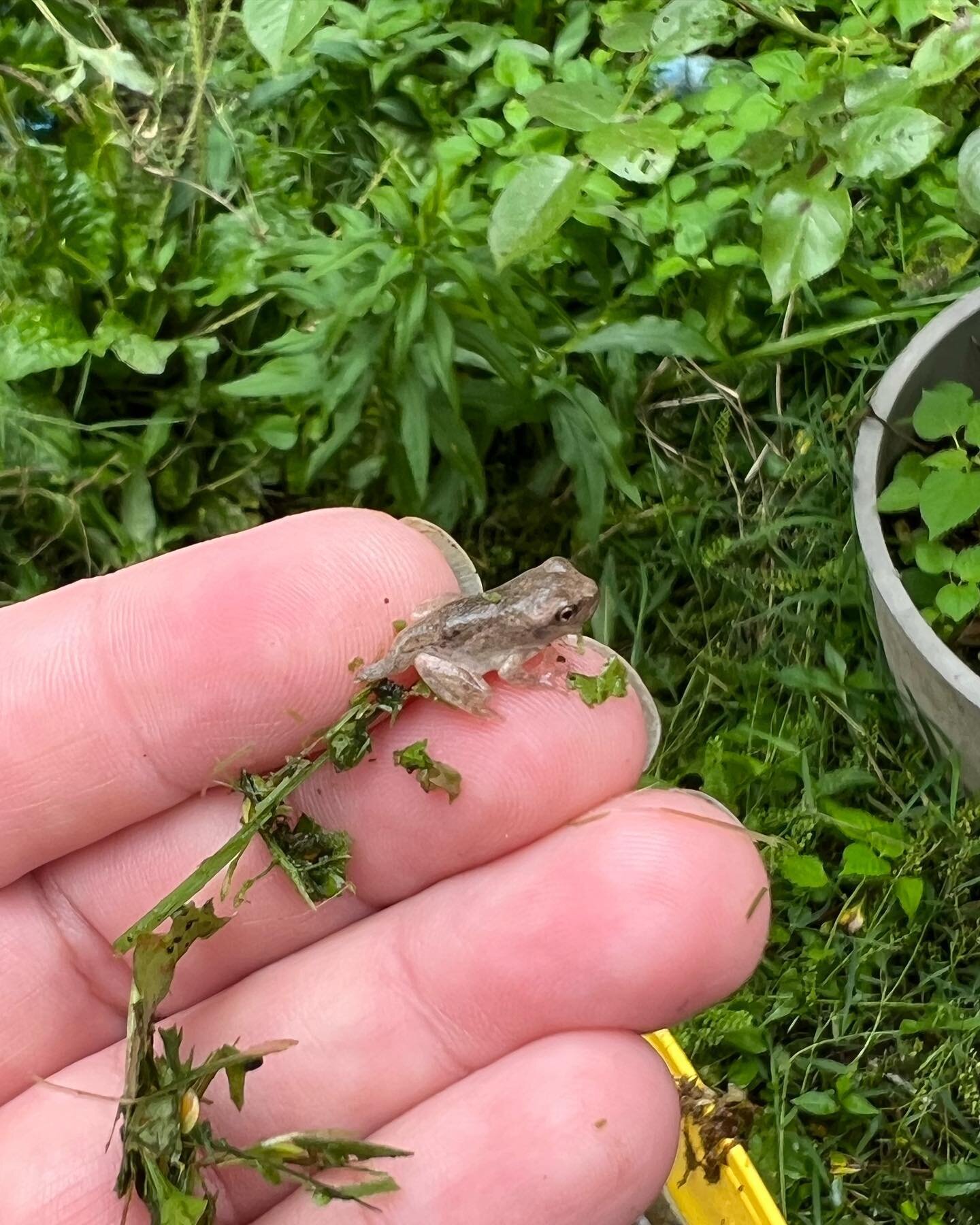 We&rsquo;ve been really hearing some frogs this year and have enjoyed a bounty of tadpoles. By sound we can identify the Cole&rsquo;s Gray Treefrog and Green Treefrogs, but also found an Eastern Narrow-mouthed Toad in the house a few days ago, so may