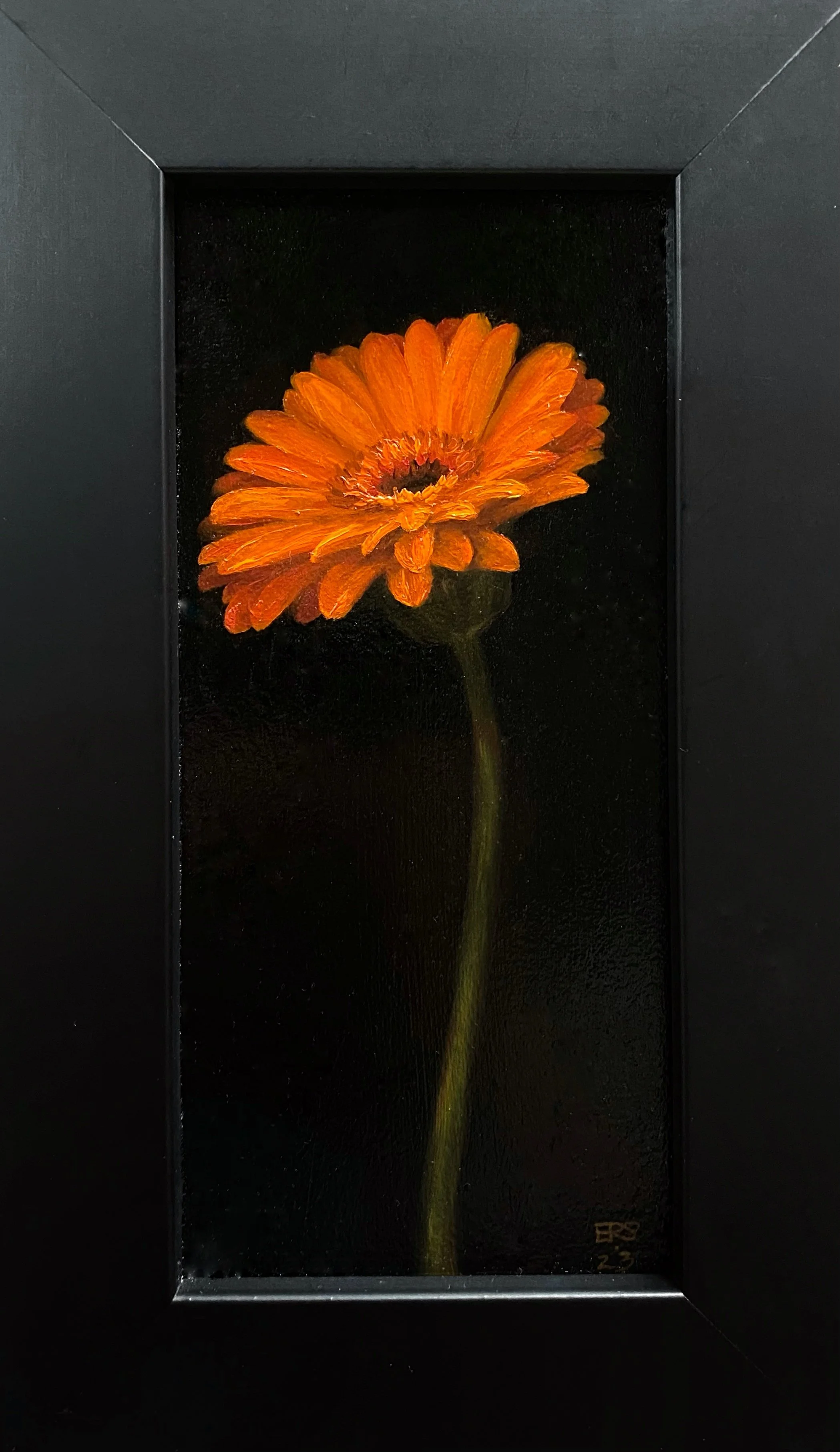 Cadmium Gerbera Daisy, framed 24x14cm,  contact me for price