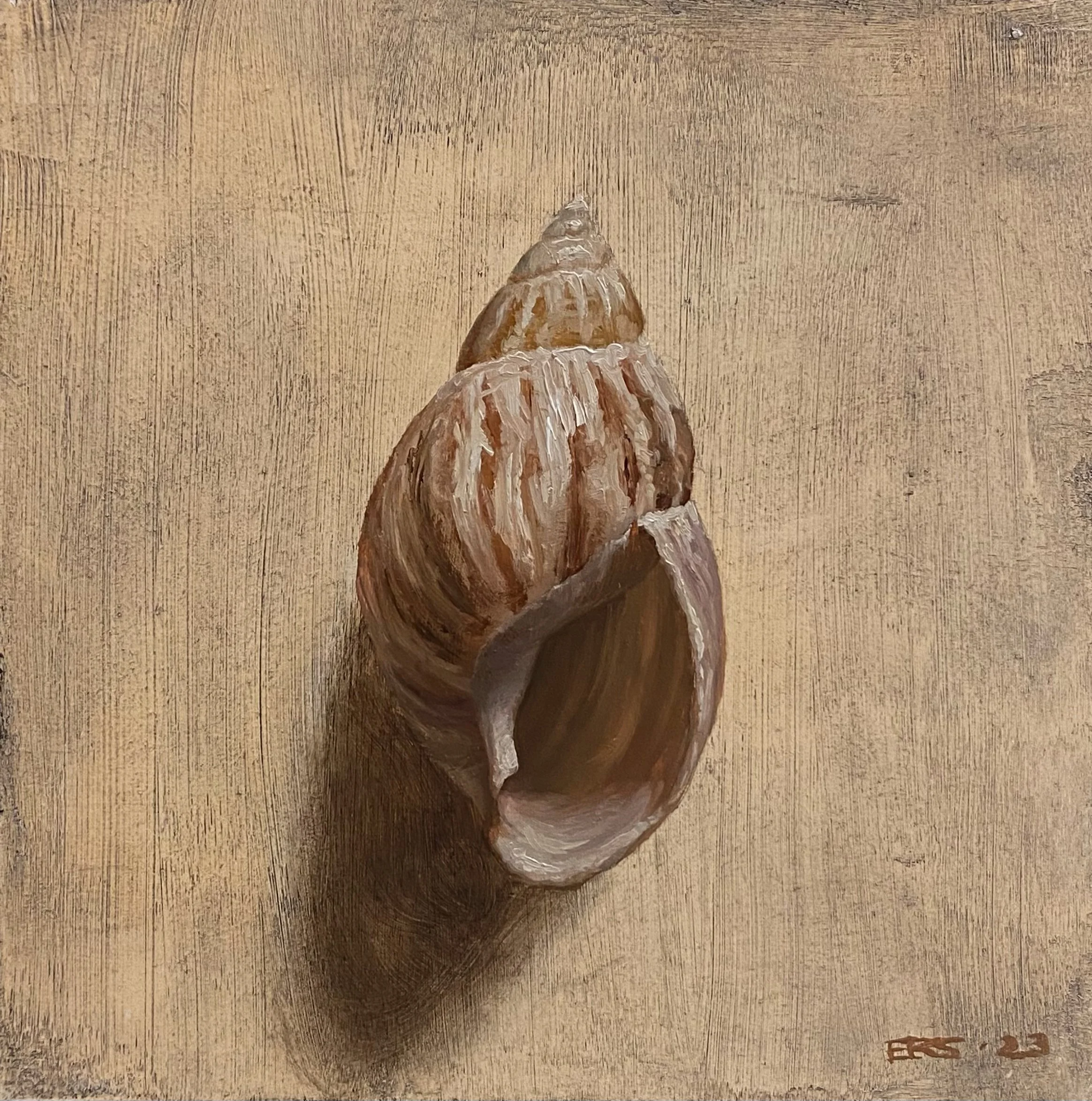 Small Striped Shell, framed 5x5", 🔴