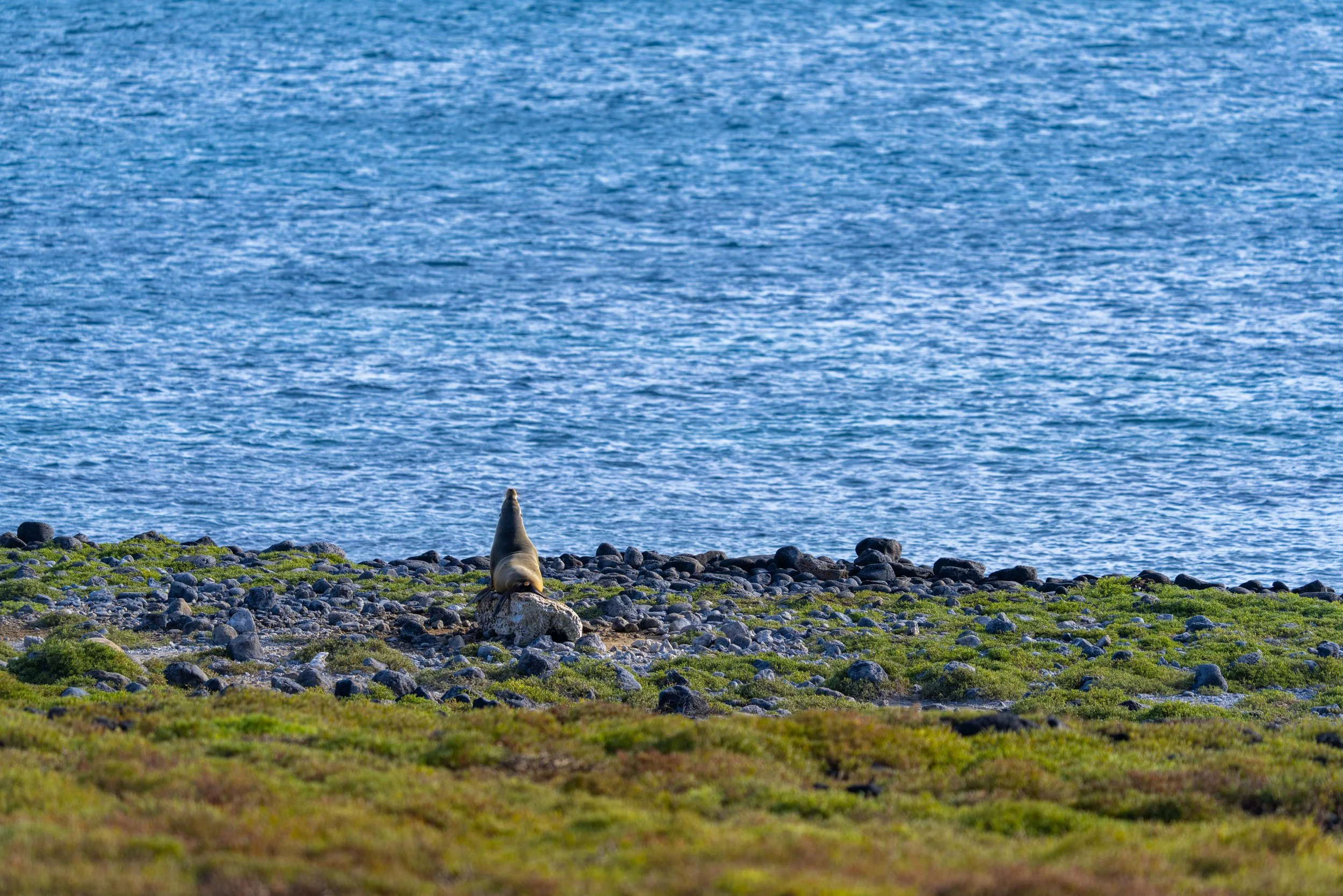 DSC04992.jpg