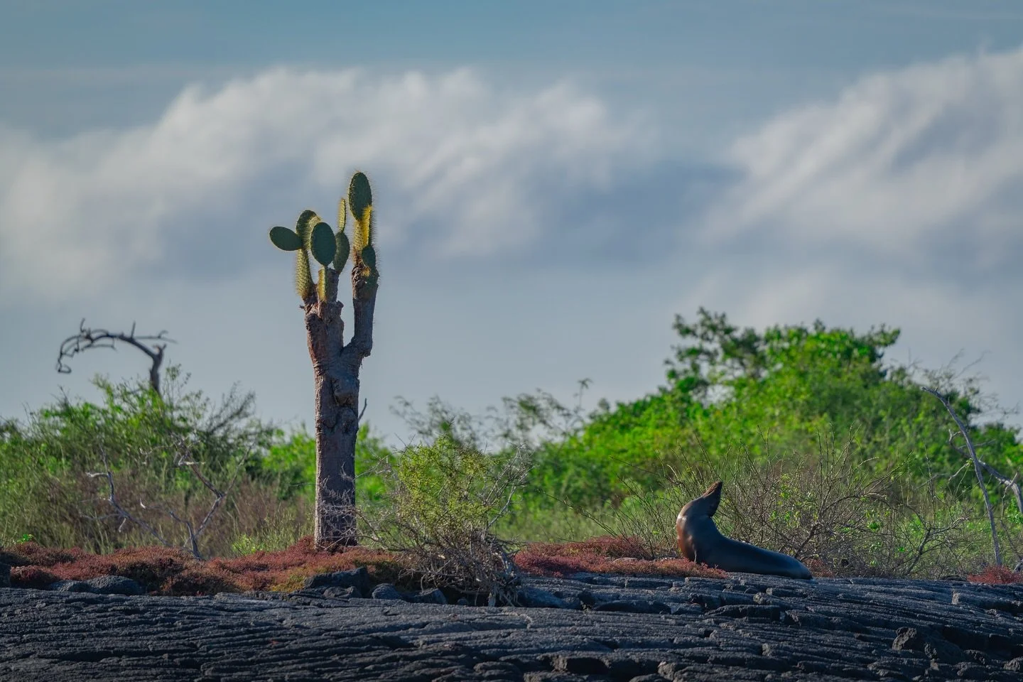 Clocked out early, stretched out even earlier.🦭

Right before sunset, this sea lion stretched out on the black lava rock and didn&rsquo;t move again.
Didn&rsquo;t need to. The light was soft, the ground was warm, and the world had gone quiet.
Just o