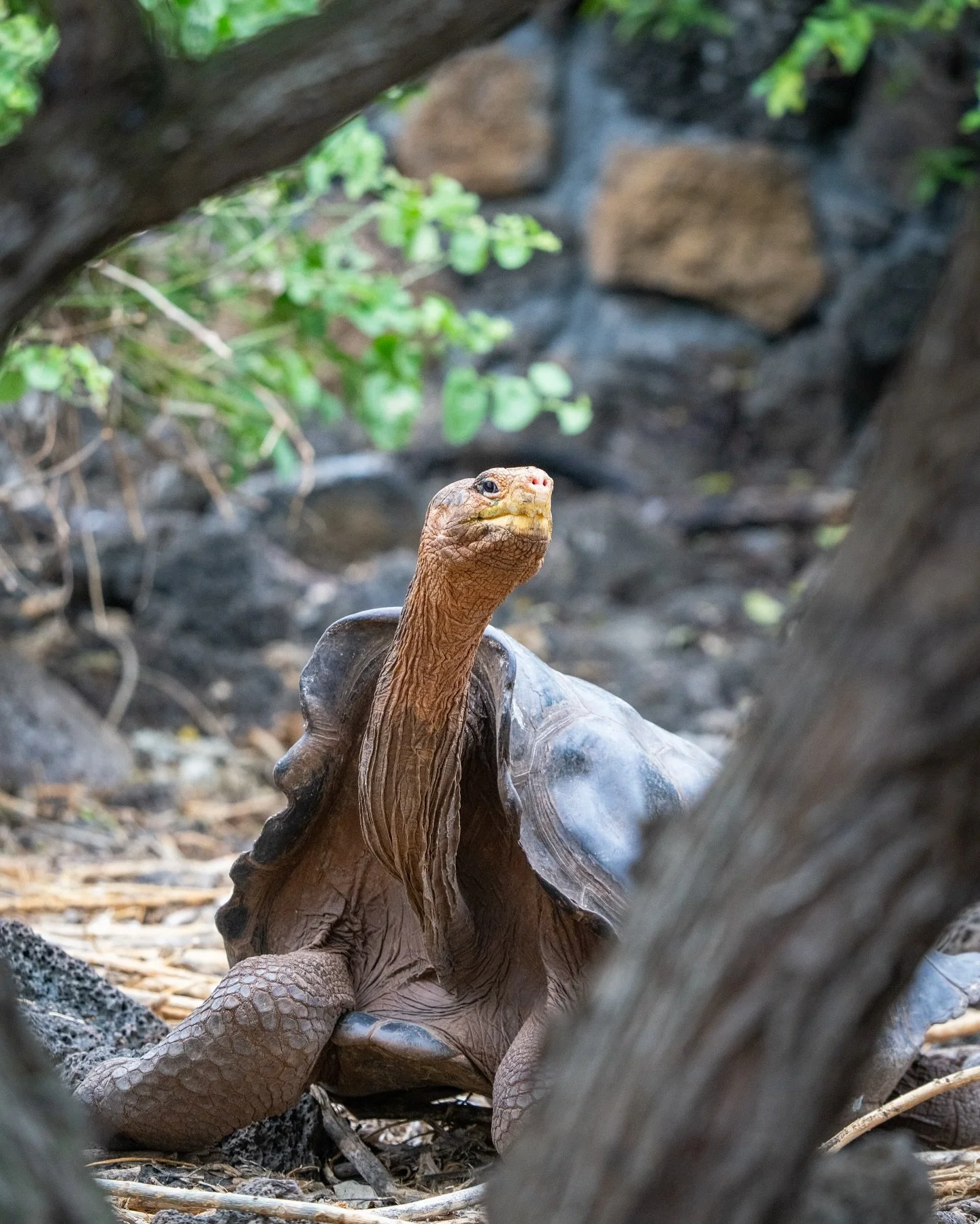 Some animals move through life with urgency.
This one has outlived it. 🐢🪨

One of the rarest creatures on Earth&mdash;a Gal&aacute;pagos giant tortoise with a shell worn smooth by decades and a gaze that seems older than time. What&rsquo;s crazy is