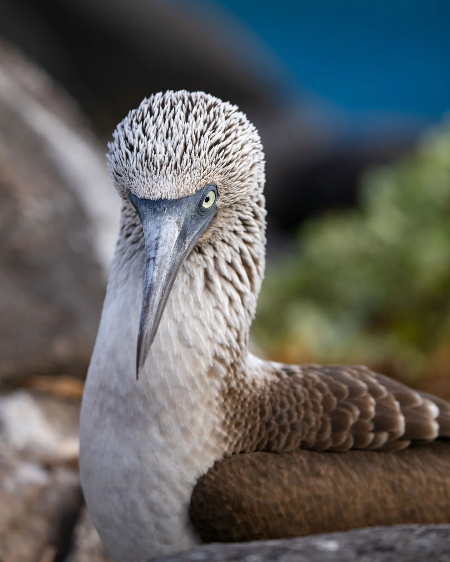 Blue feet. Piercing eyes. Unapologetic stares.
The blue-footed booby is one of the Gal&aacute;pagos&rsquo; most beautiful and recognizable birds. Whether it&rsquo;s showing off for a mate or just standing perfectly still, everything about it feels a 