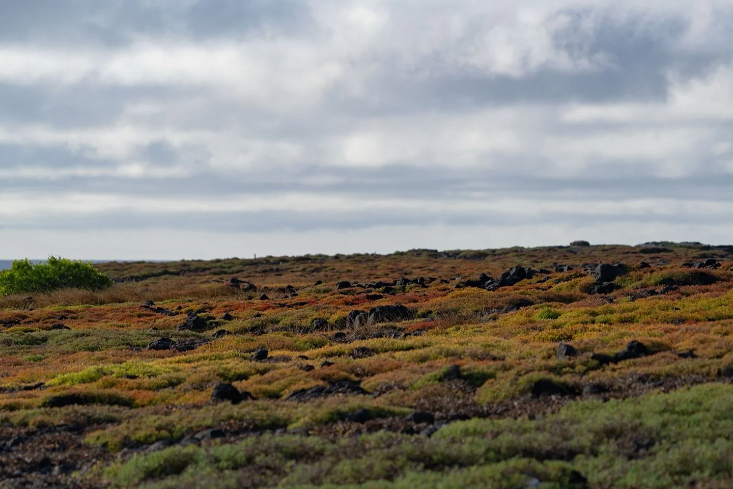 South Plaza Island, painted in sunset colors long before the sun drops. 🌵🌈

Lava rock beneath, Sesuvium blazing above, and the odd Opuntia pushing its own luck against the wind. A place so small you can cross it in minutes&mdash;yet layered enough 
