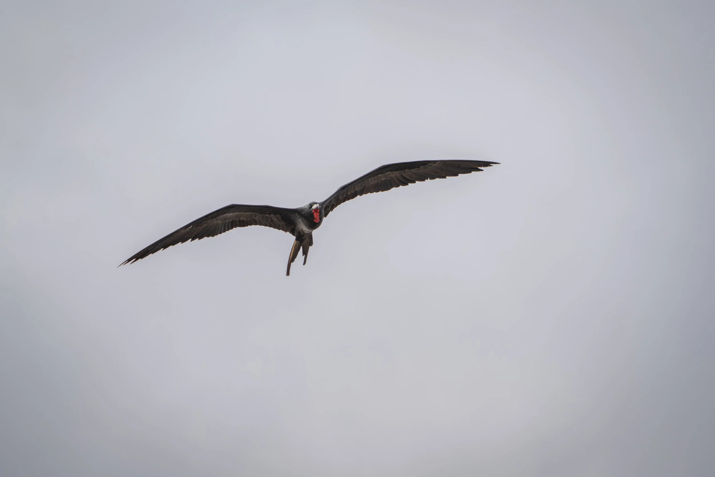 DSC04087.jpg