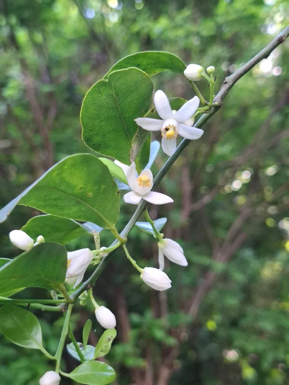 WhatsApp Image 2025-10-16 at 18.54.07 (3).jpeg