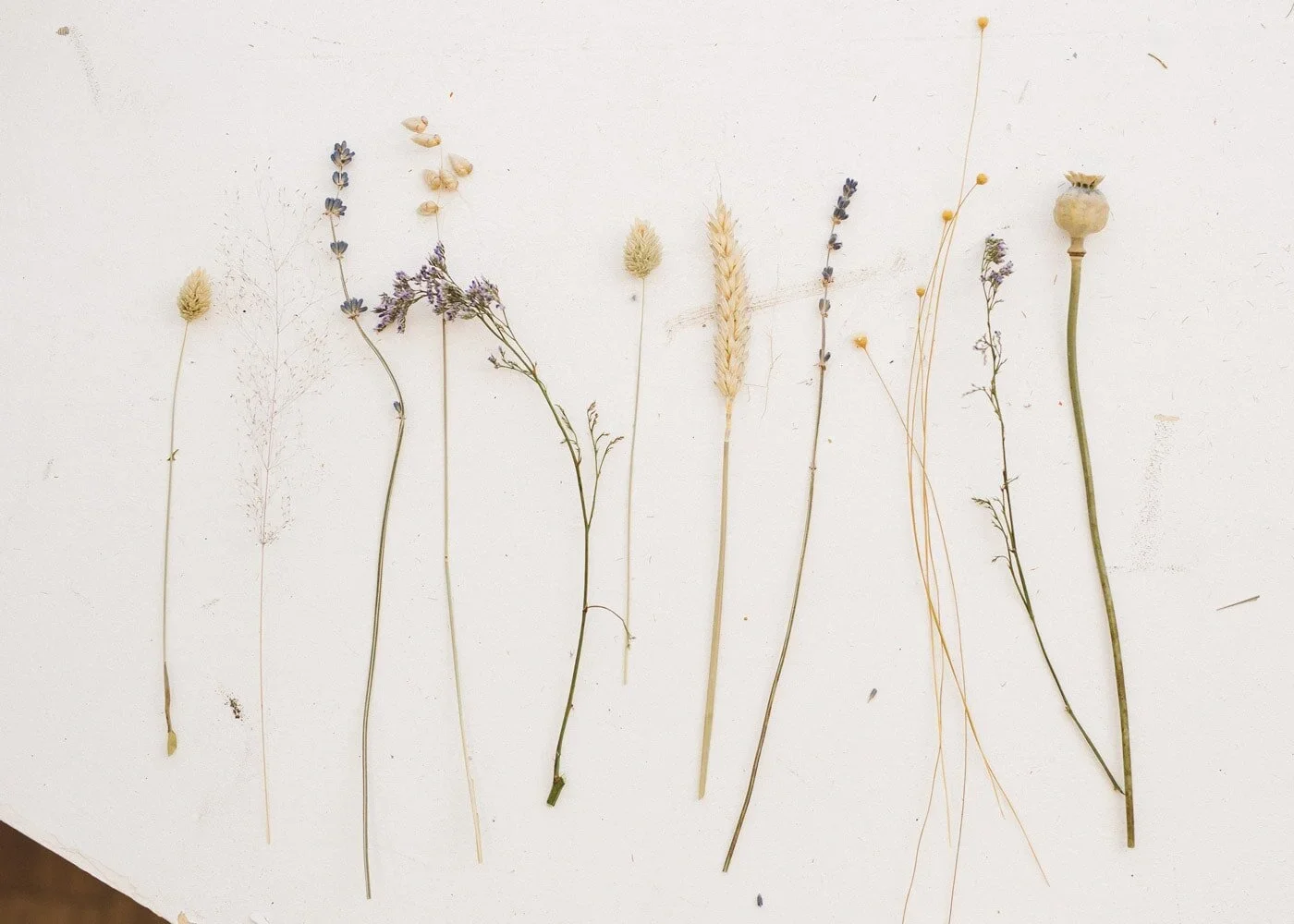 Minimal botanical display – dried stems arranged against white wall for an ethereal editorial look.
