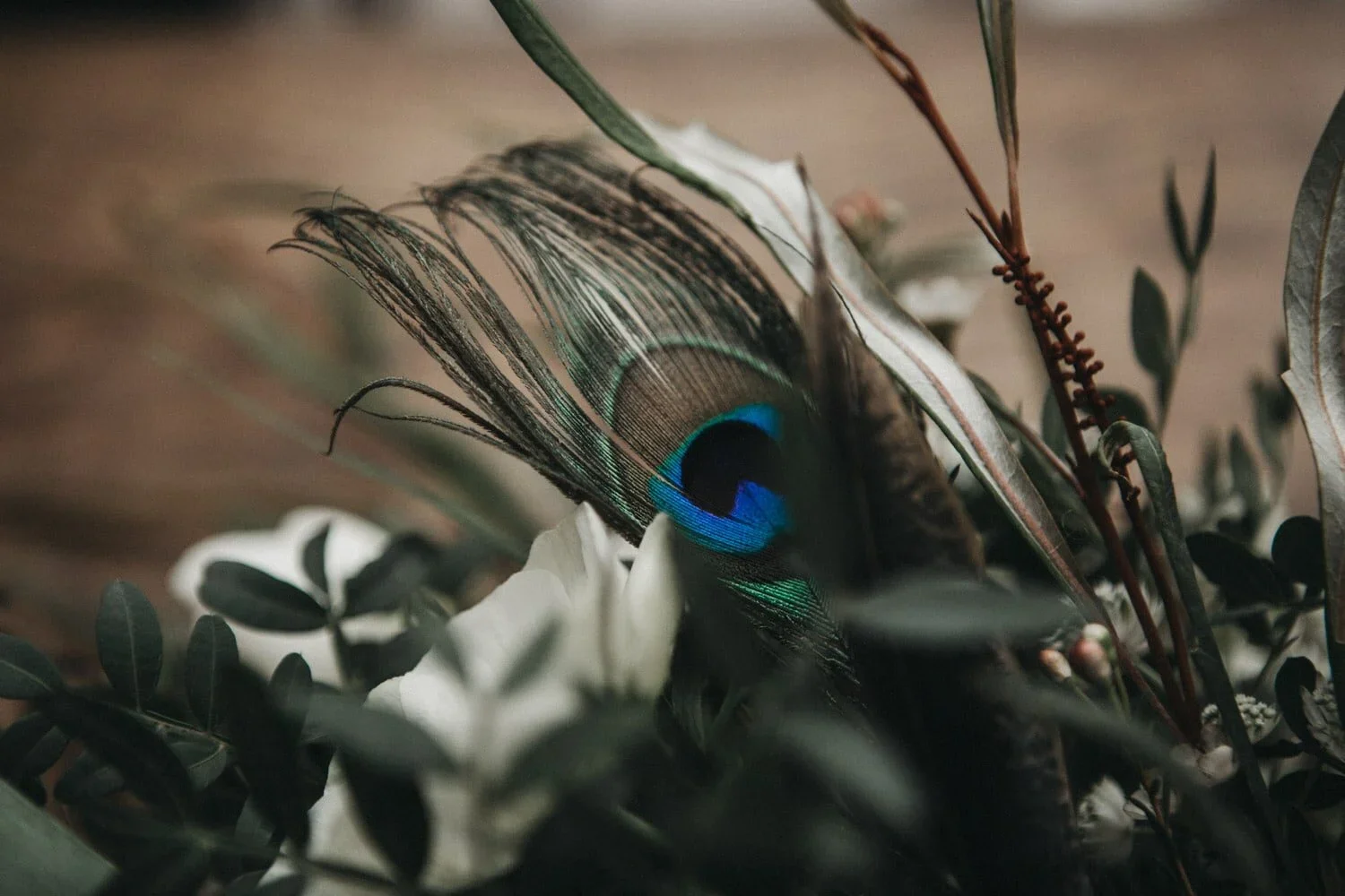 Peacock feather against soft greens – unexpected natural texture for a moody editorial moment.