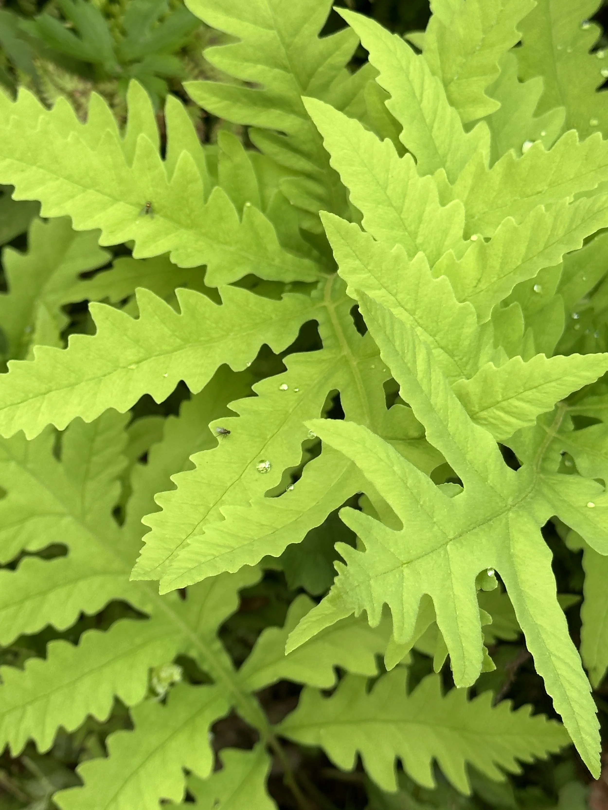 Why native plants?