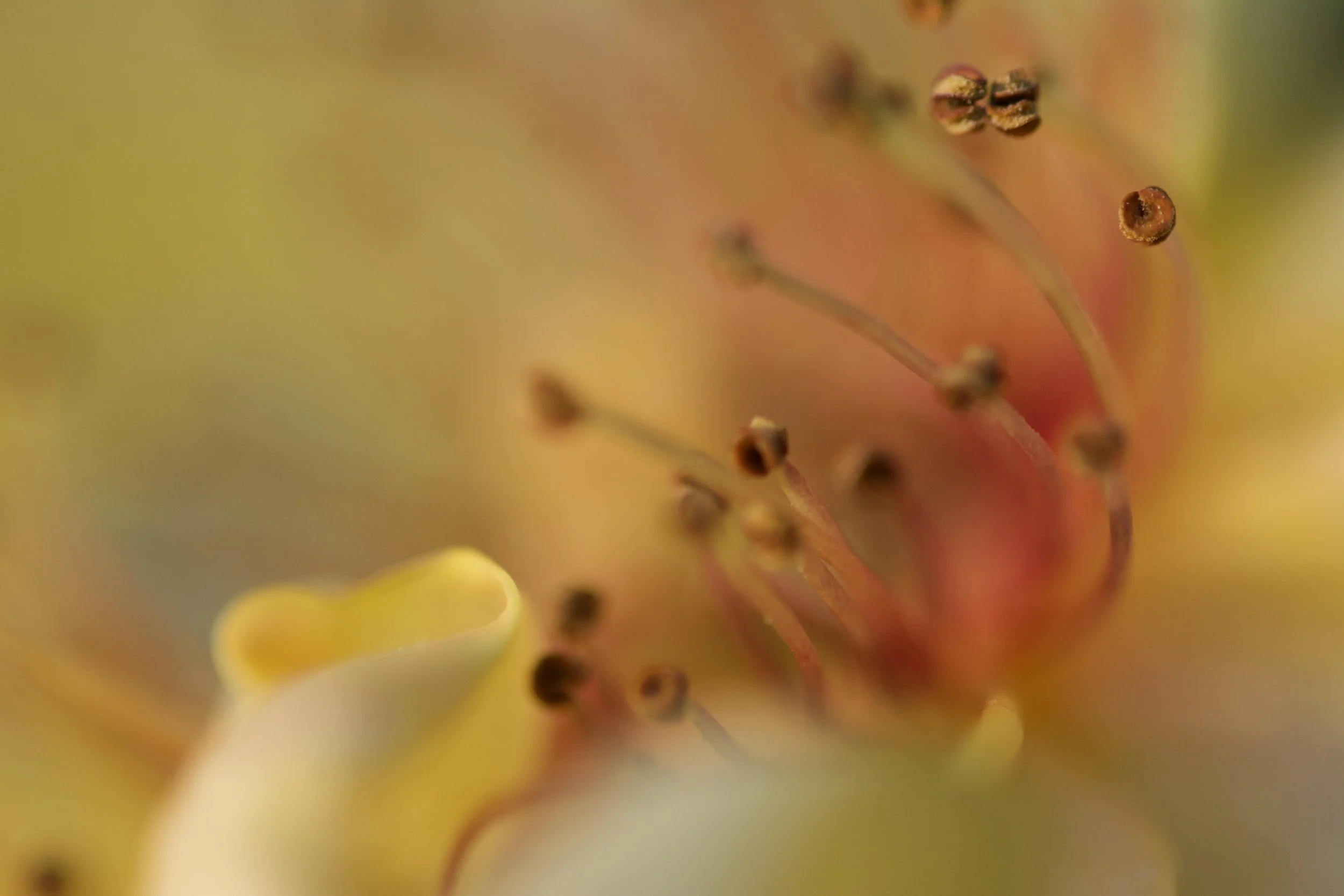 What is an ecological gardener? 