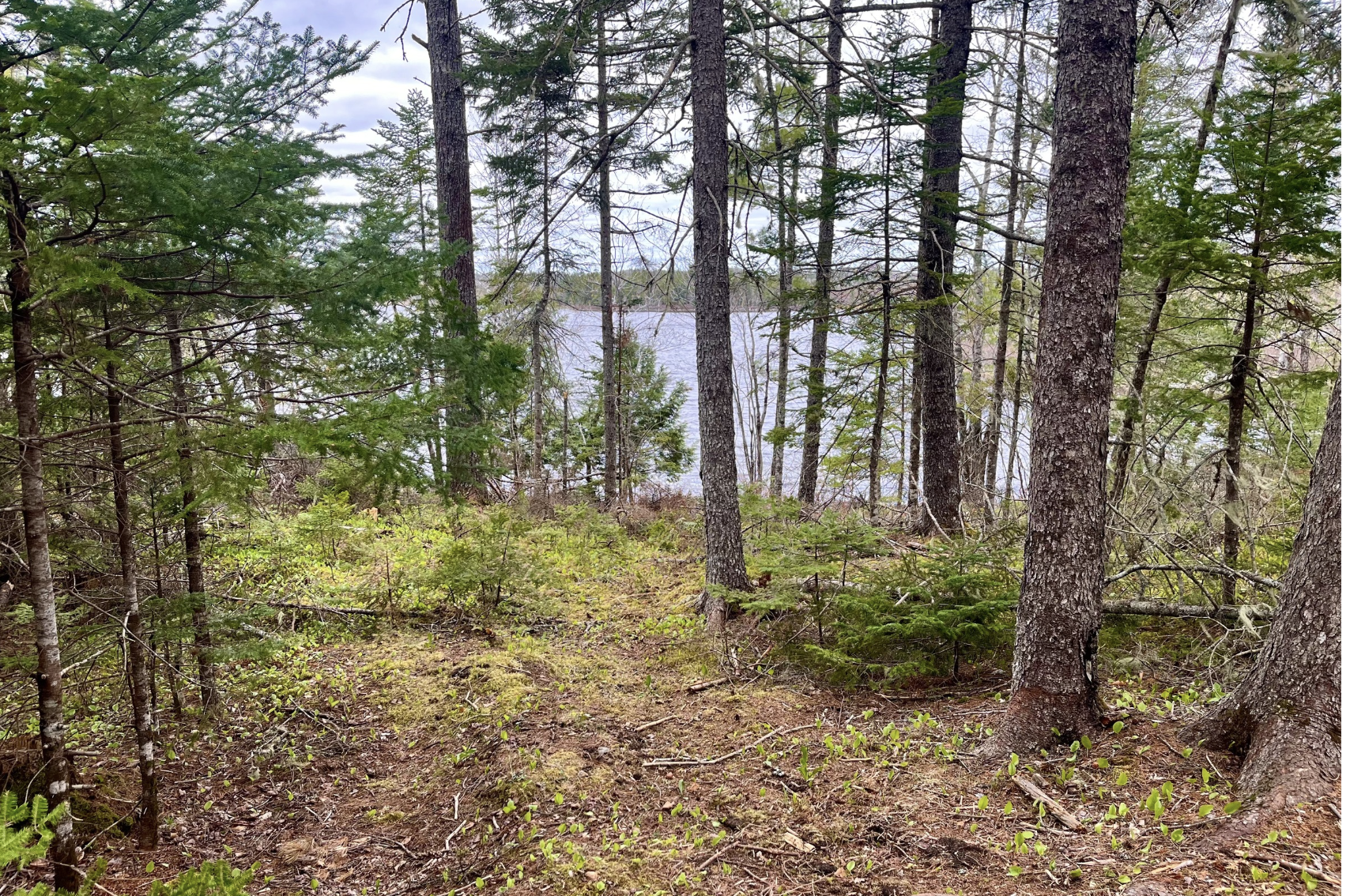 Private wooded lakefront building lot on Hennigar Lake in Chester Grant, Nova Scotia.