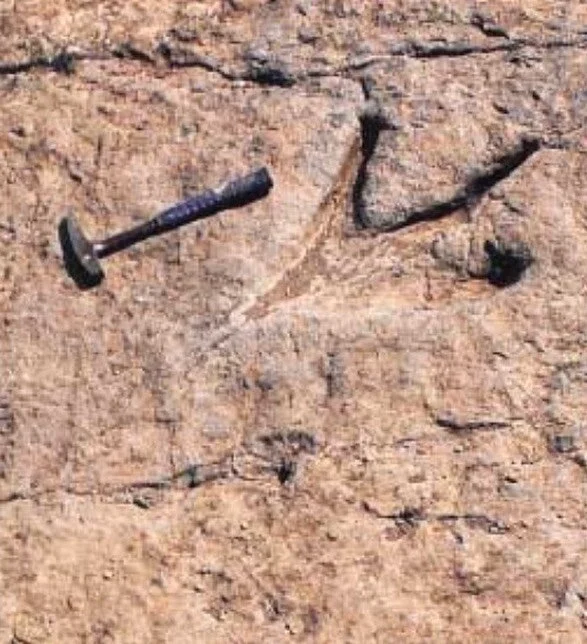 Fossilized dinosaur footprints are one of the notable attractions found in the Ambasaguas area. Photo: J. Alonso-Azc&aacute;rate - Revista BOCAMINA; No 12 October 2003. #fossil #fossilhunting #dinosaur #arqueologia #arqueology #ambasaguas #pyrite #py