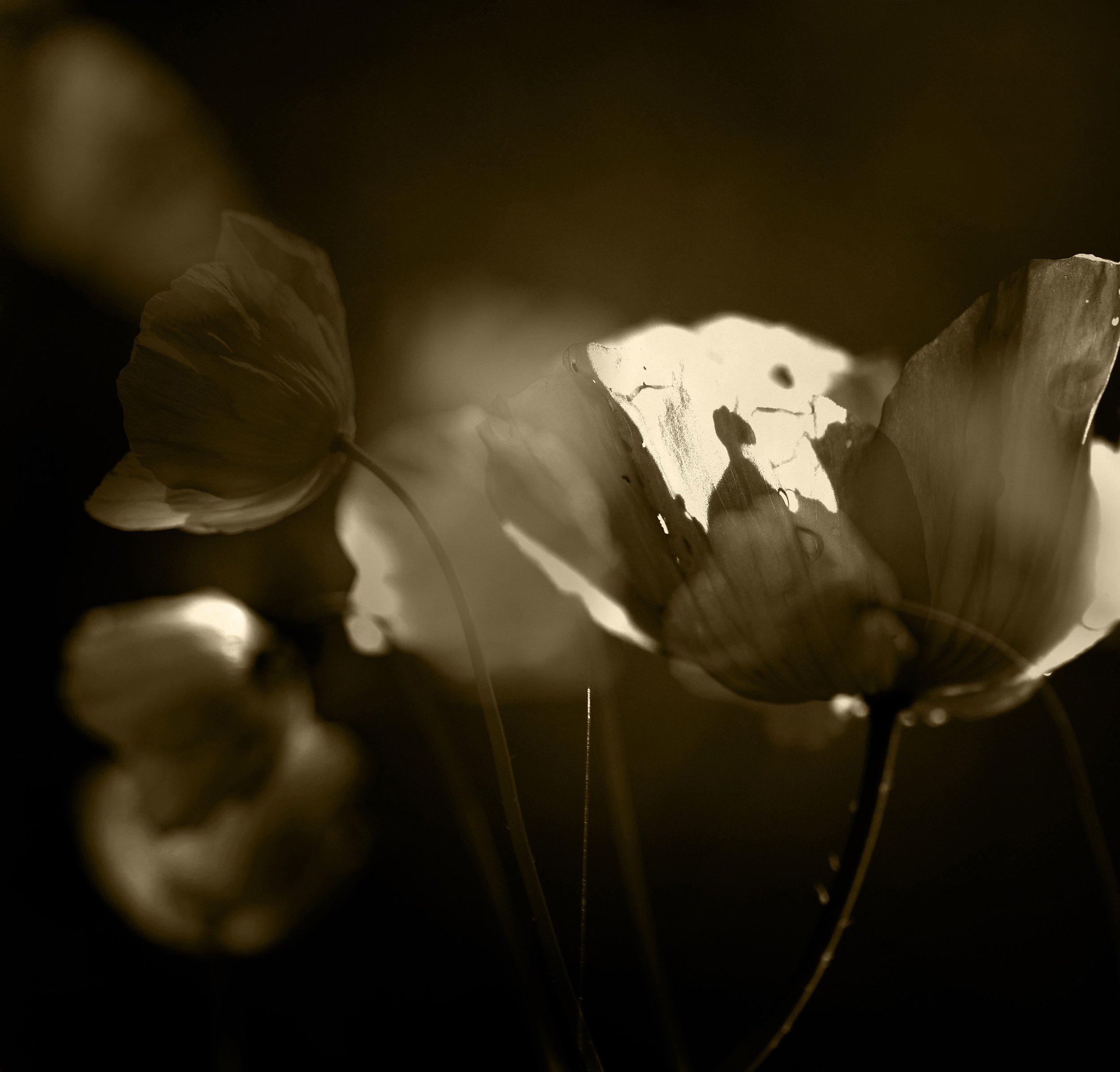 JW-TIOP7-Fading Light Lasting Shadow.jpg