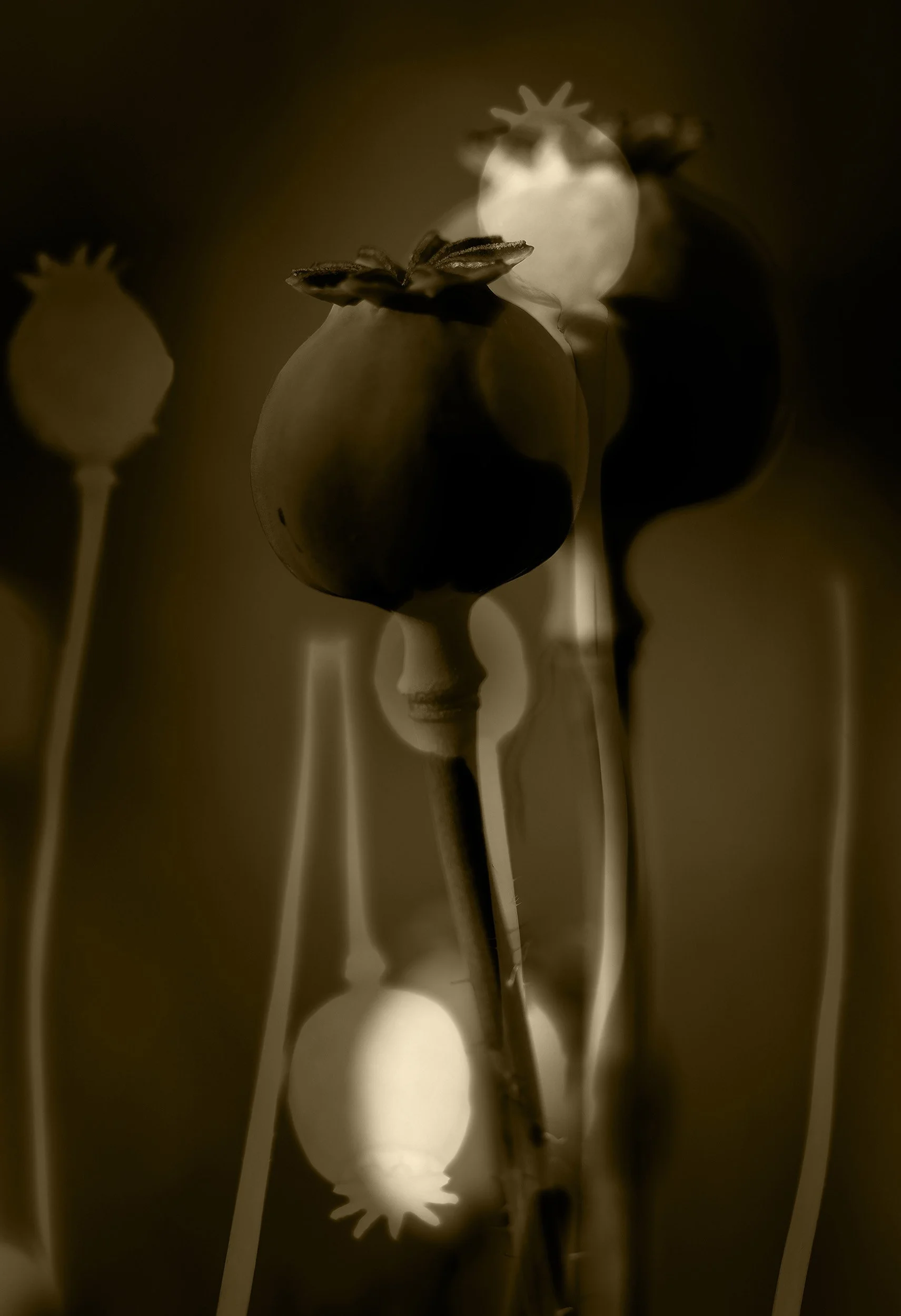 Julie Wang-The Illusion of Poppies-2.jpg