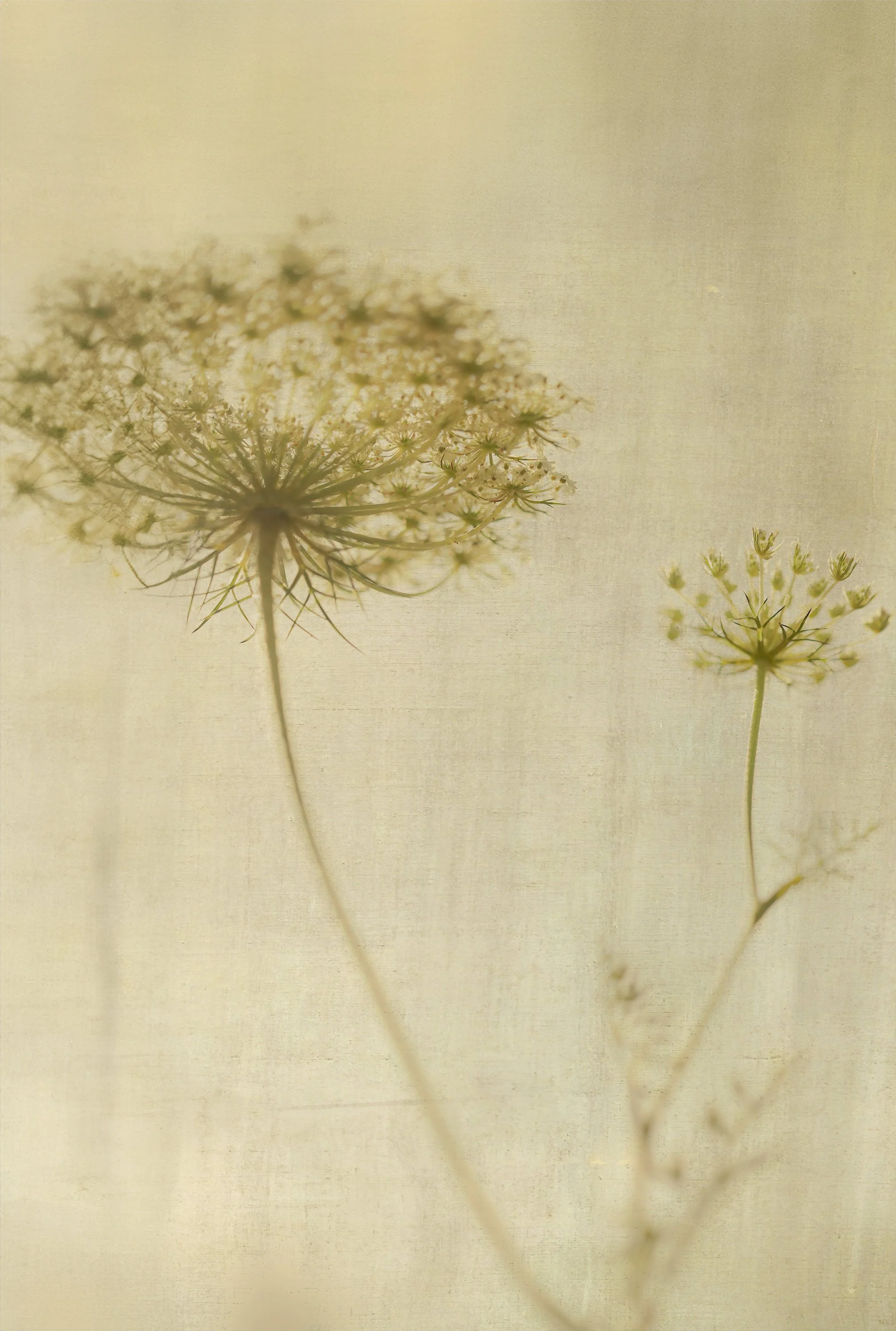 Julie-Wang-Many Lives in a Flower-3.jpg