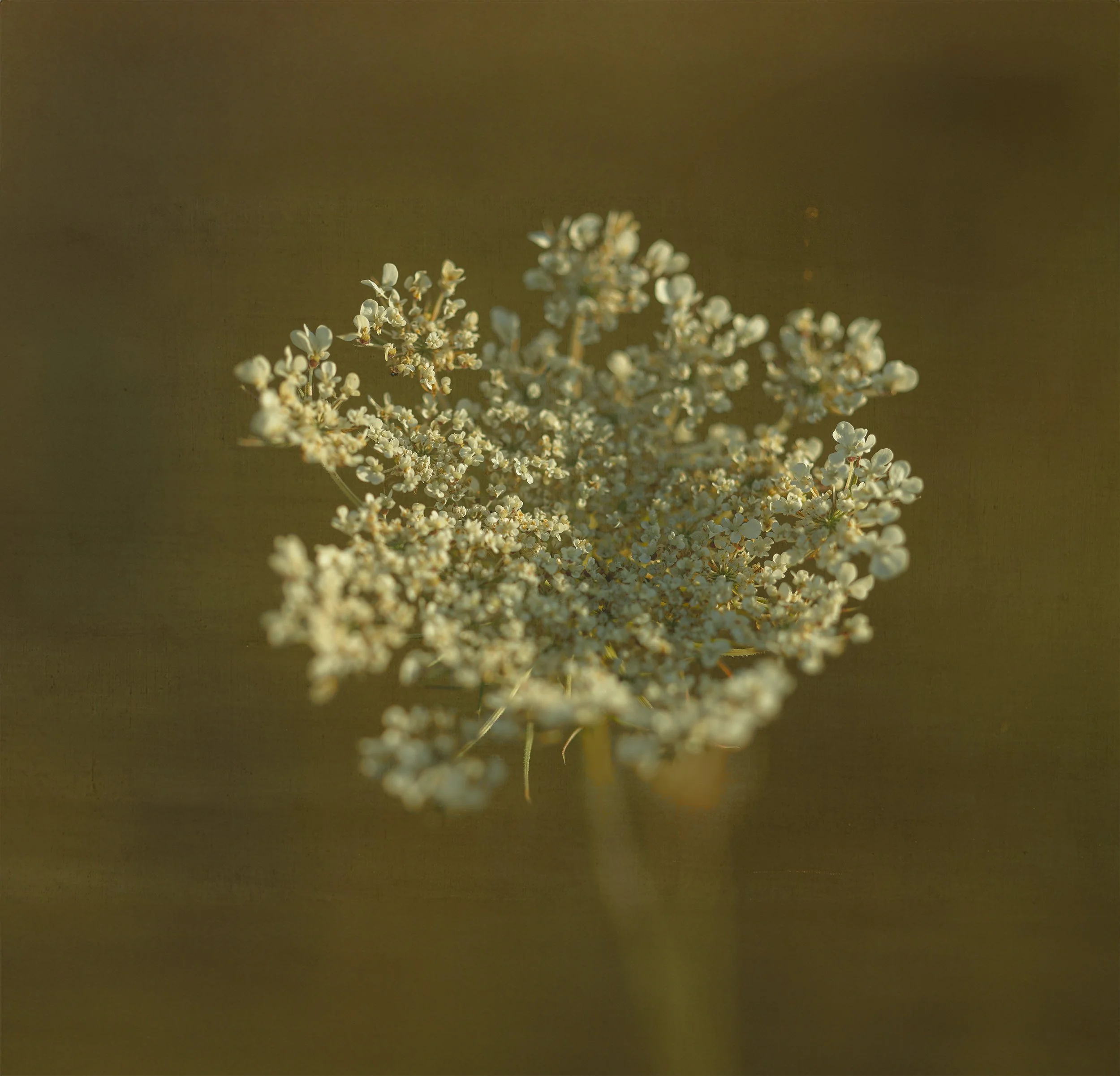 Julie-Wang-Many Lives in a Flower-4.jpg