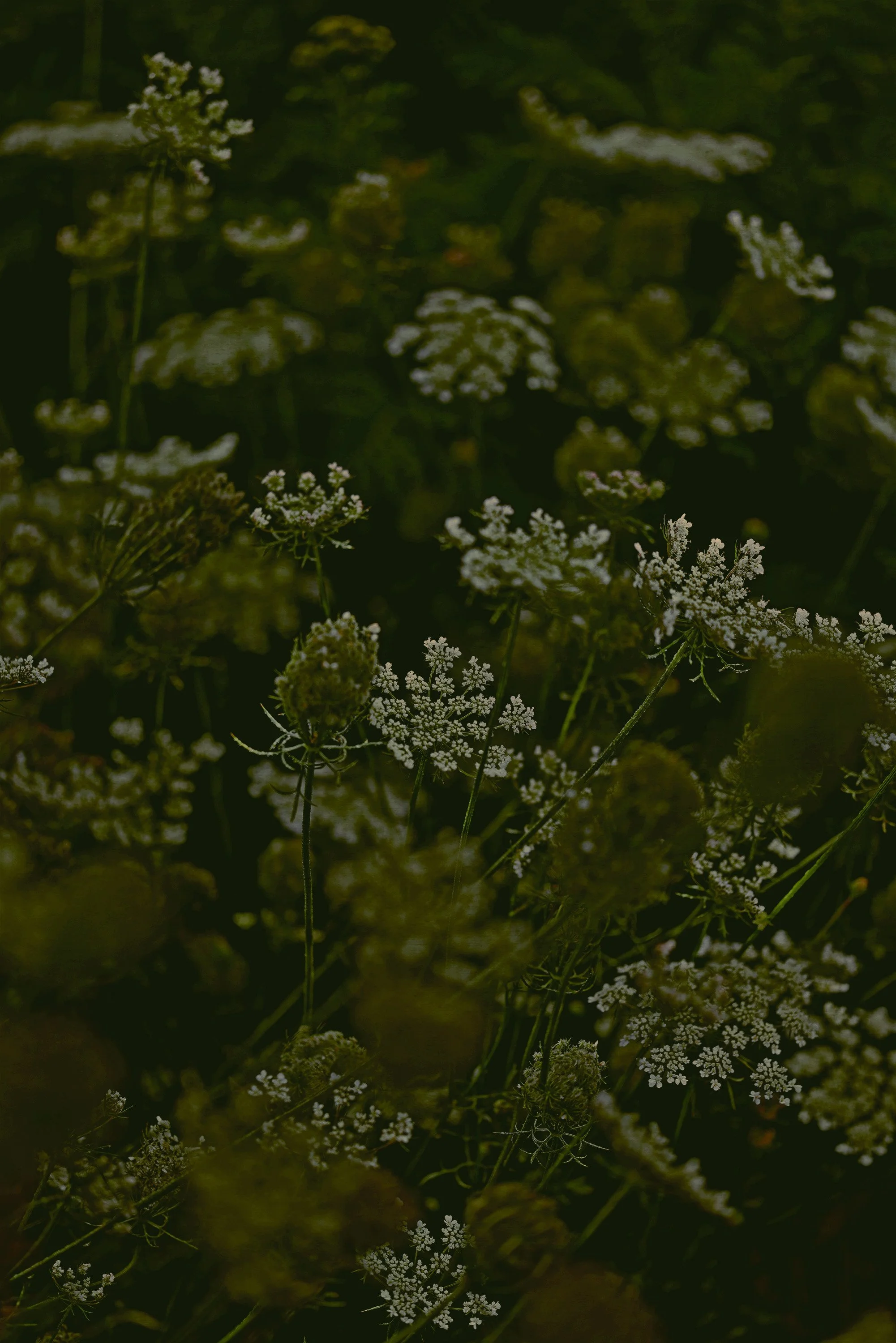 Julie-Wang-Many Lives in a Flower-6.jpg