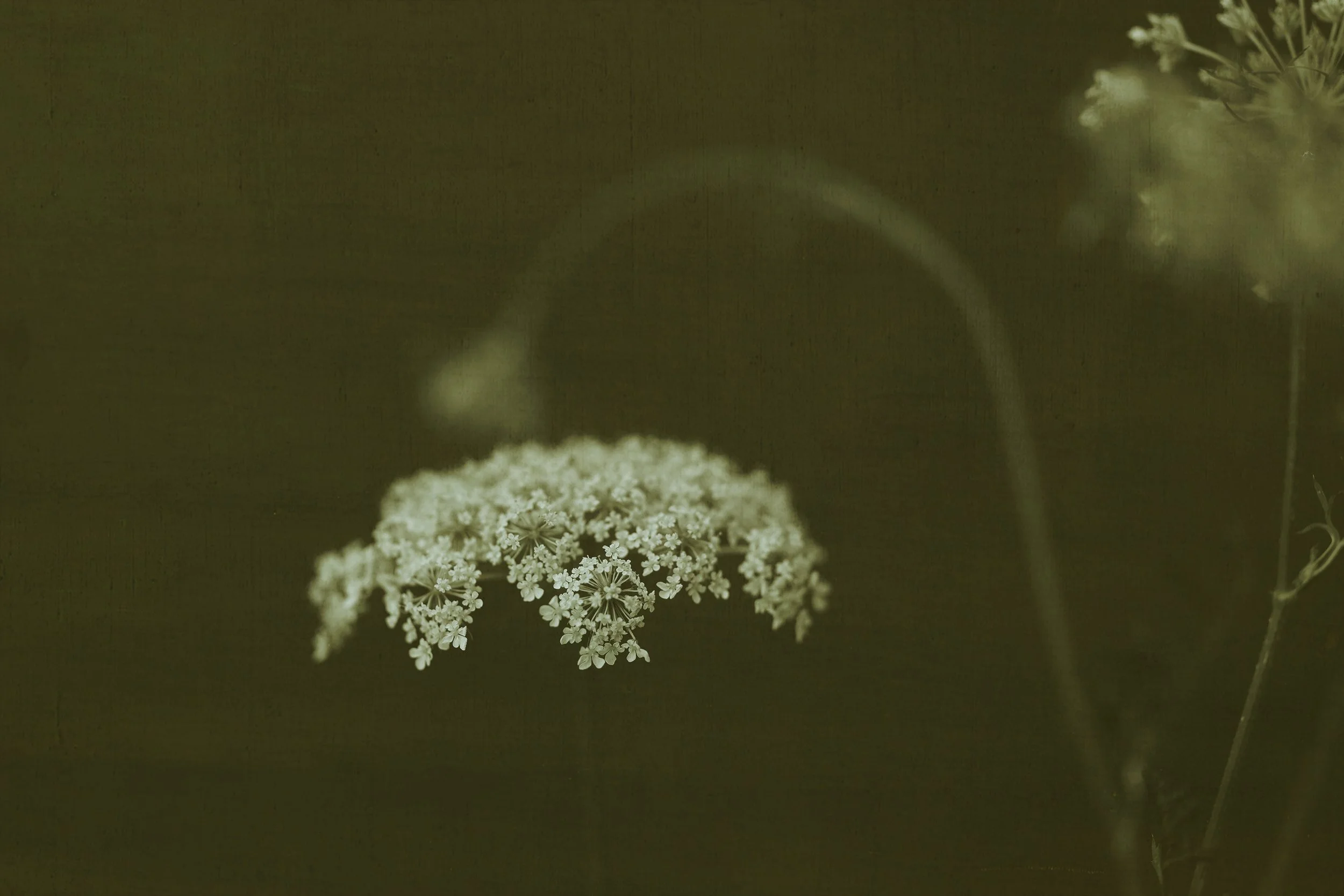 Julie-Wang-Many Lives in a Flower-7.jpg