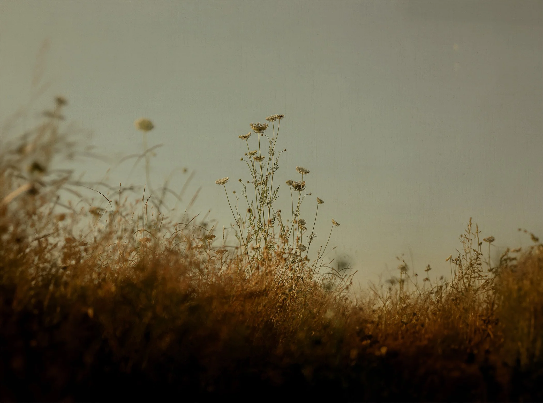 Many Lives in a Flower-6.jpg