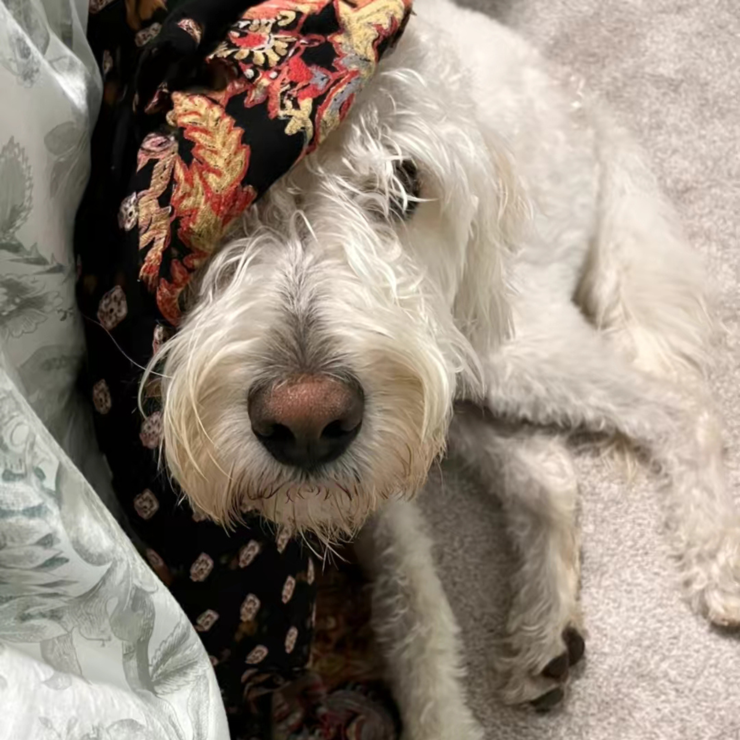 Tucker and My Kimono Robe
