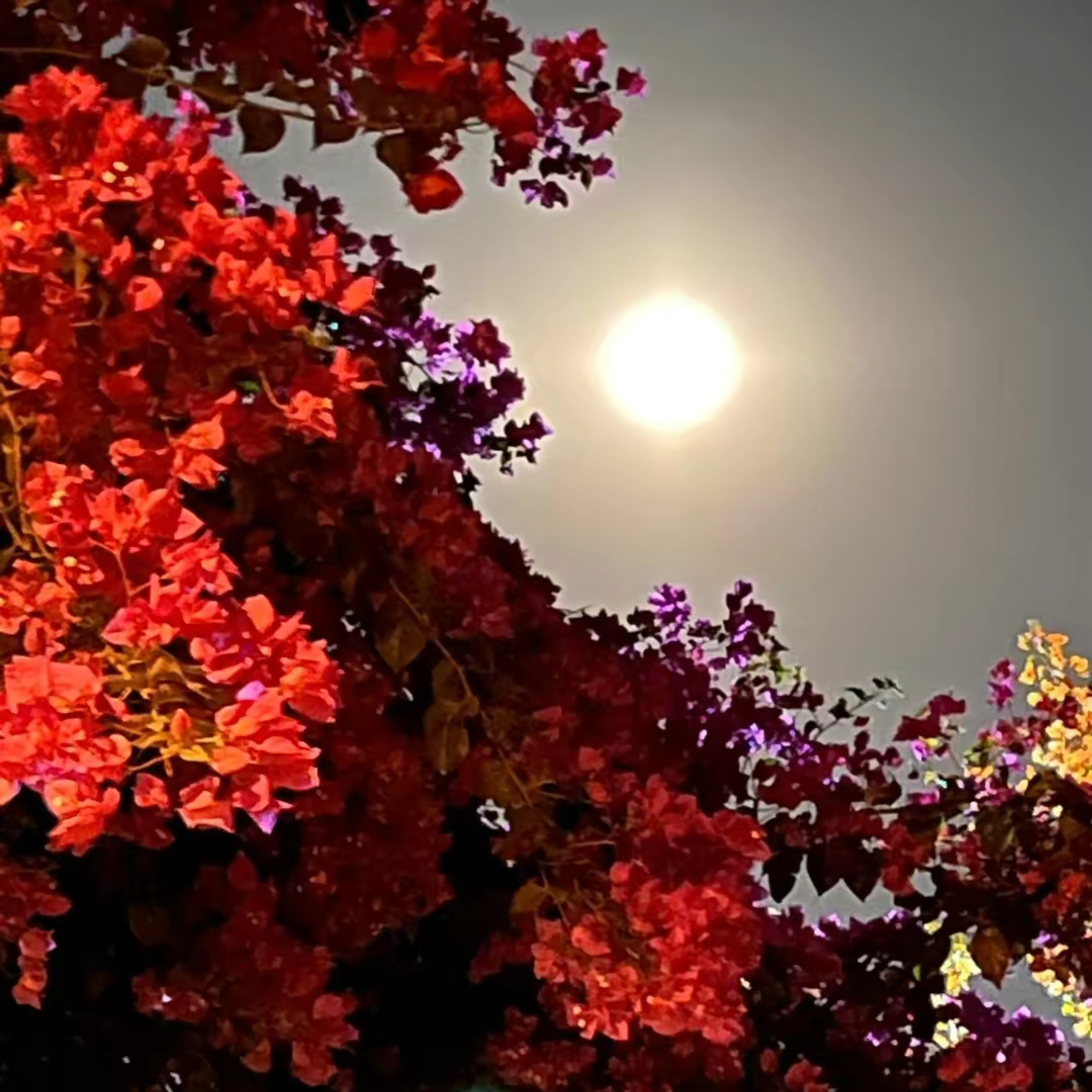 Libra Bougainvillea