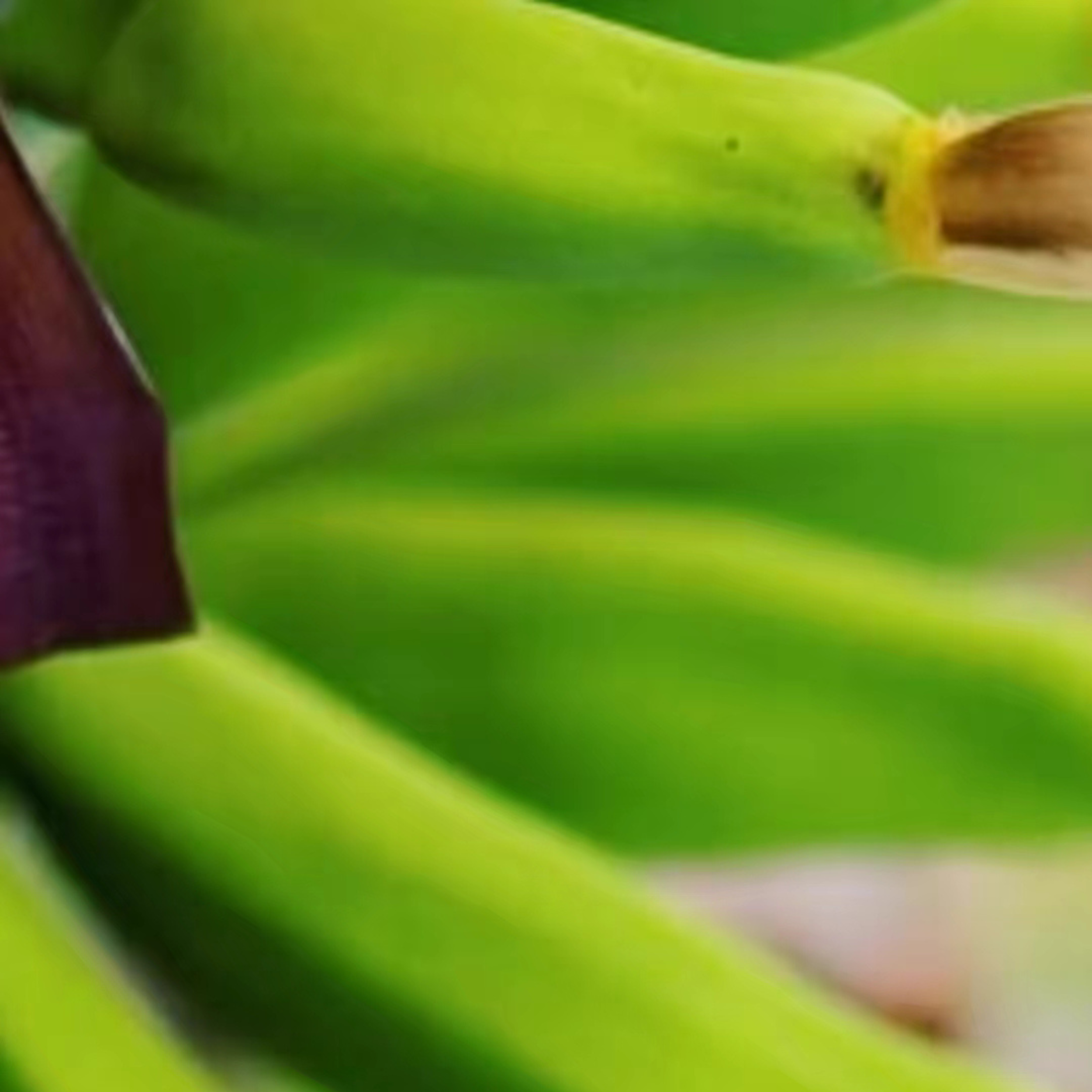 Tending to the Bananas