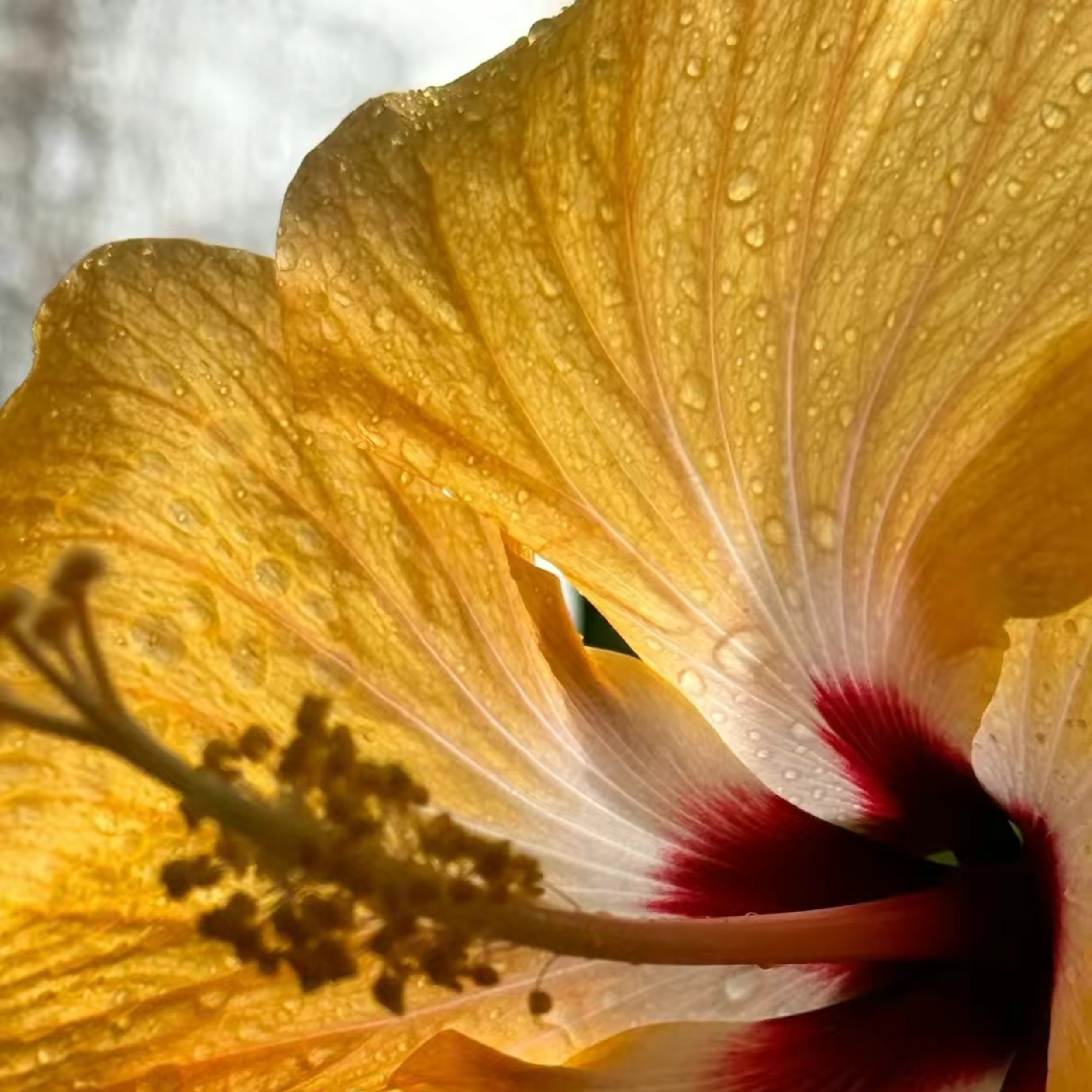 Yellow Hibiscus