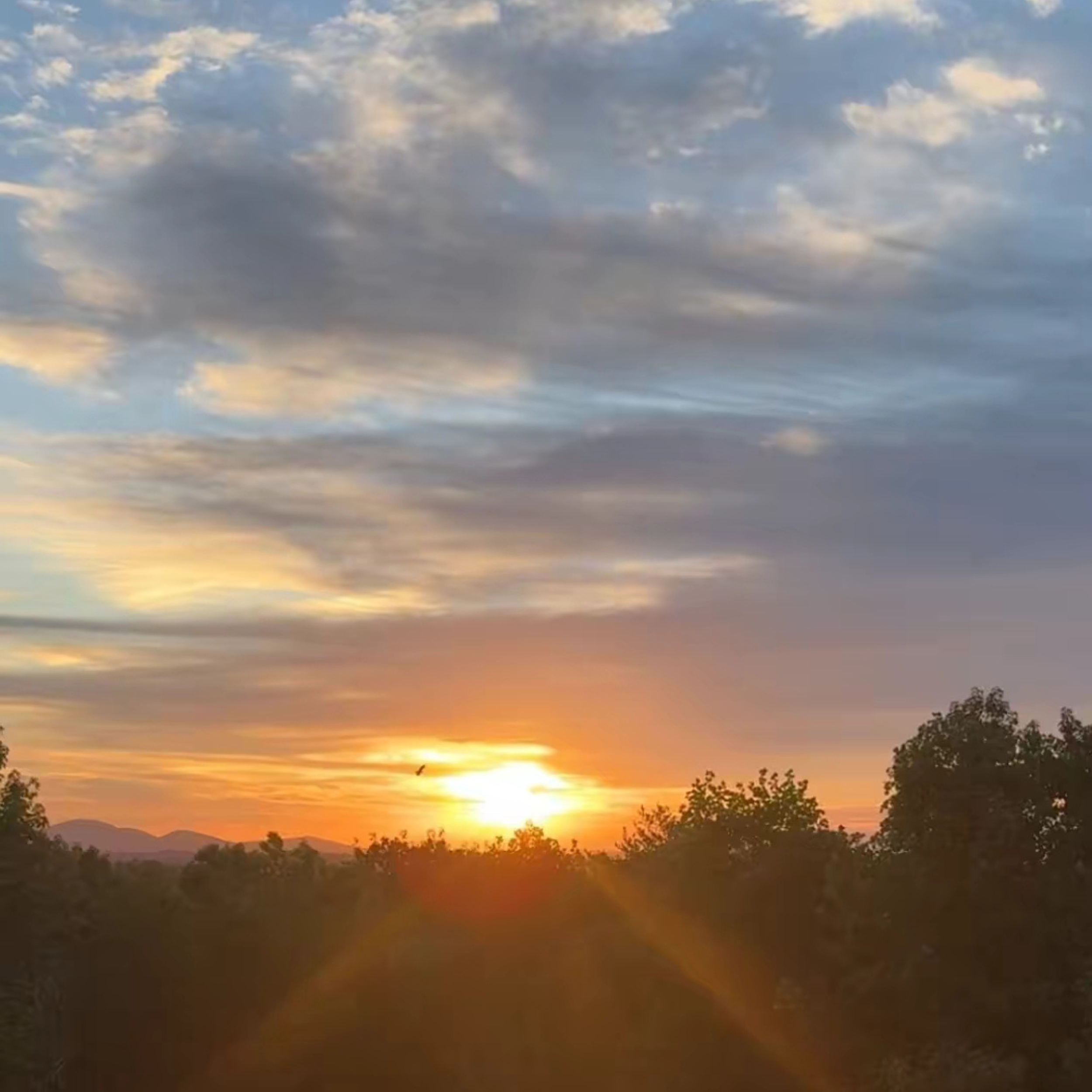 Hawks circling at Sunrise
