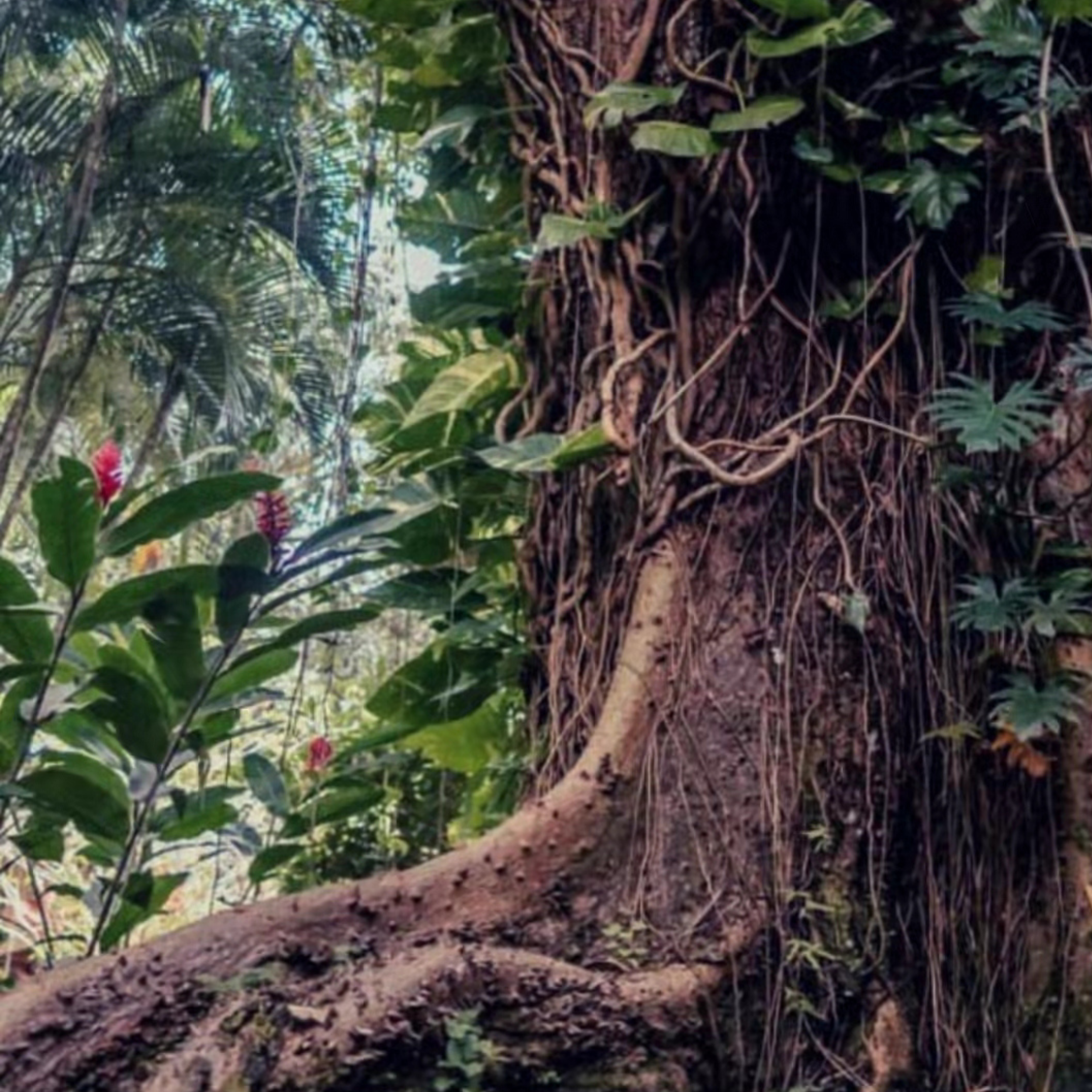 400-year-old Guanacaste tree