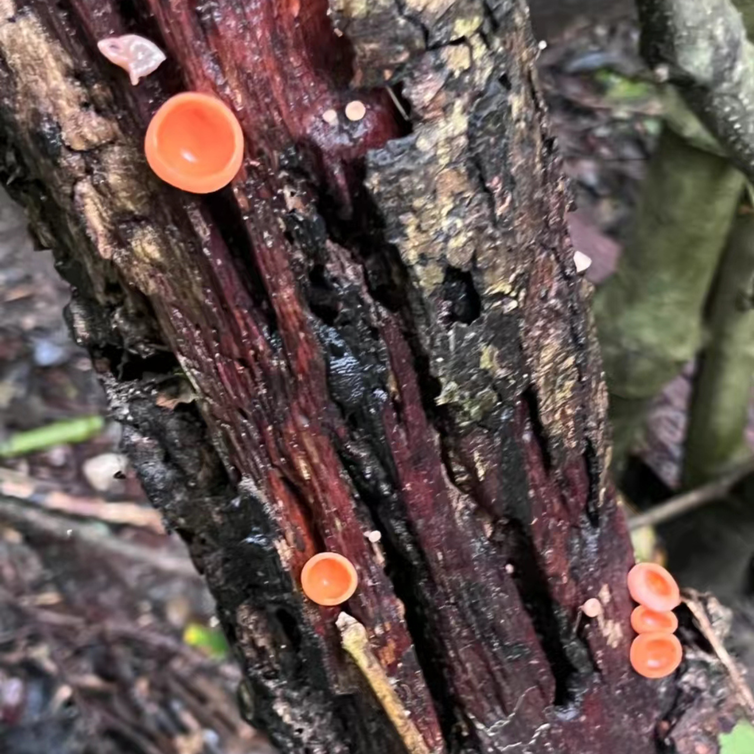 Fairy cup mushrooms. 