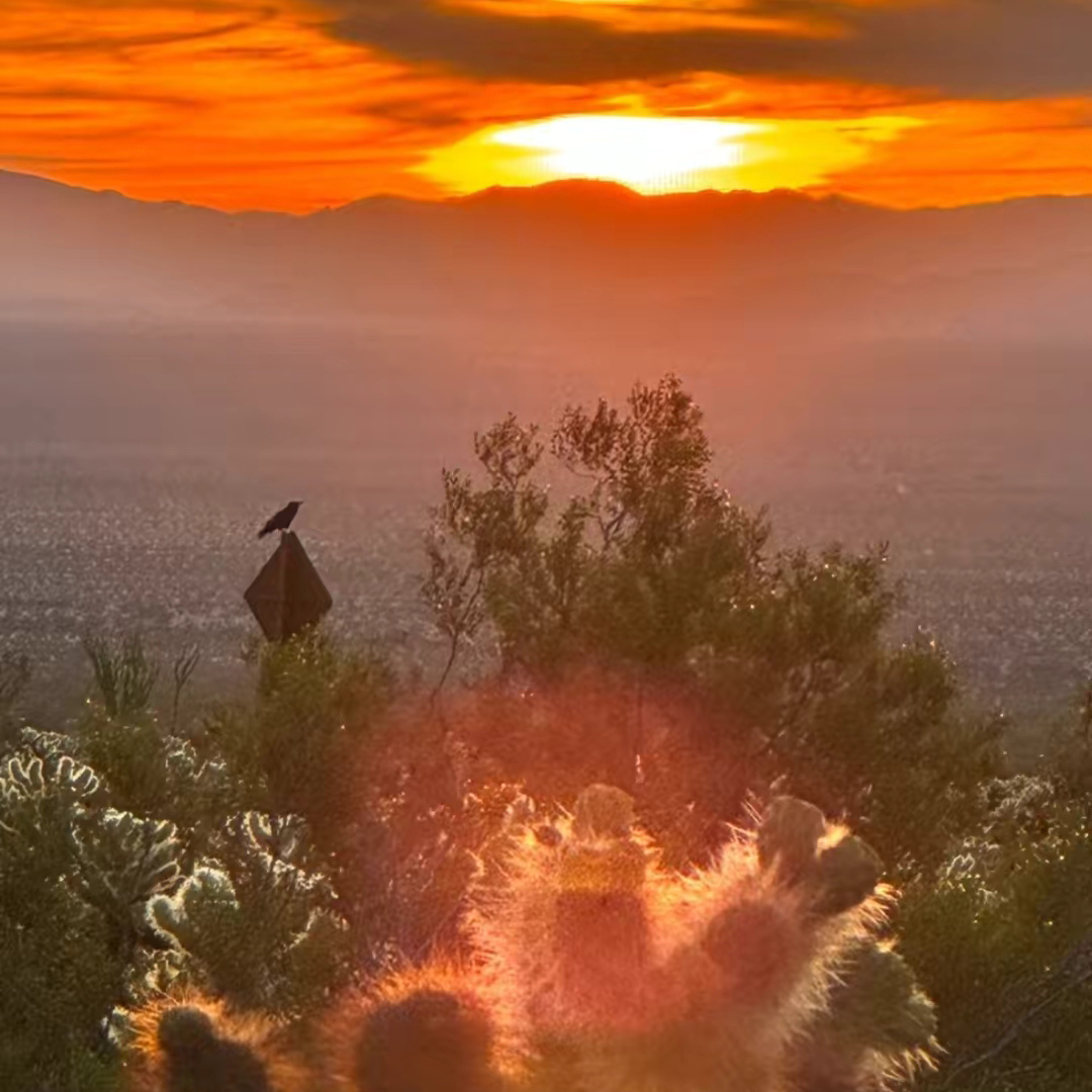 Cholla Garden