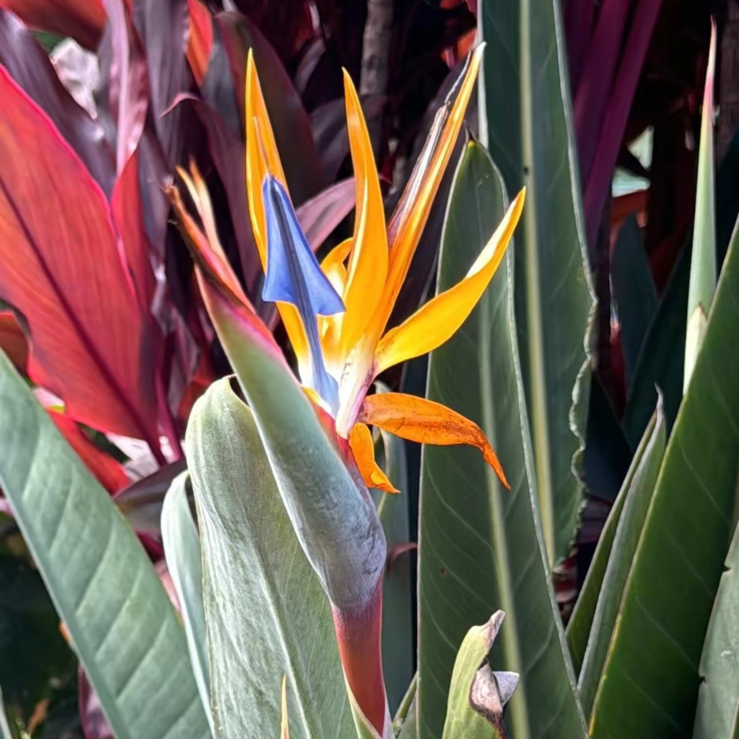 Bird of Paradise Hawaii