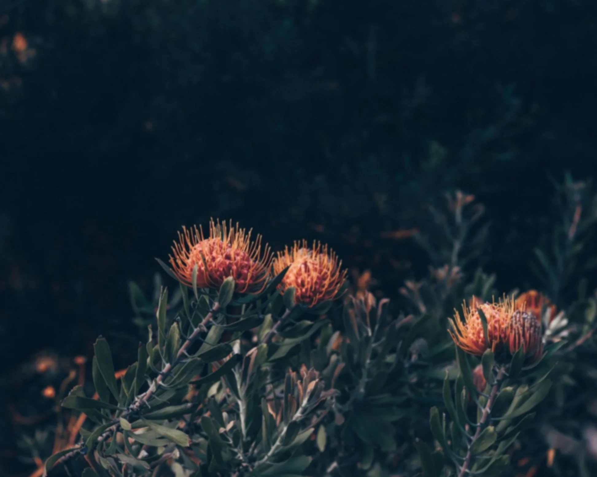 pexels-clayton-943956-5732780.jpg